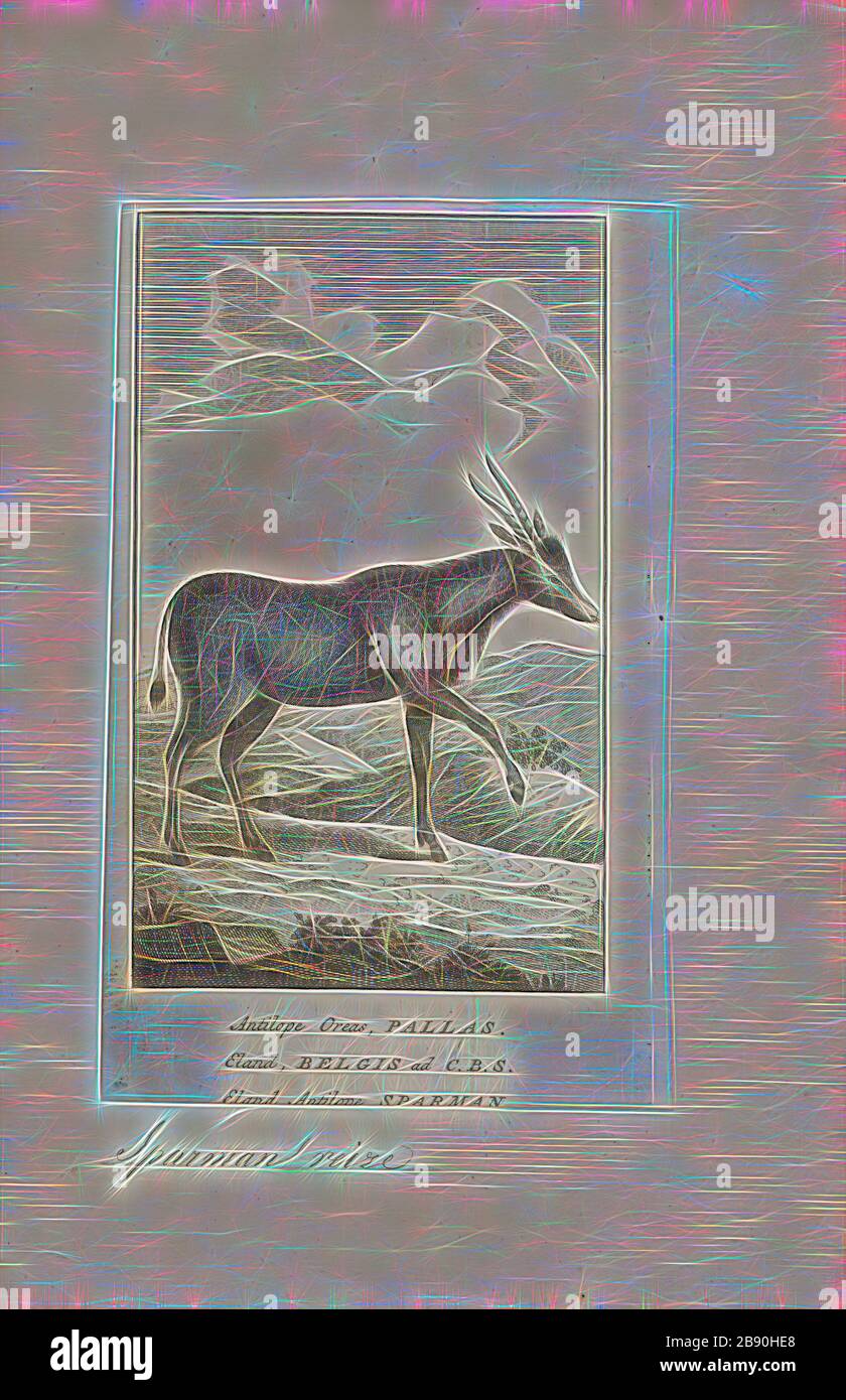 Antilope oreas, Drucken, die Hirschziegenantilope, die Hirschziegenantilope (Antilope cervicapra), auch als die Indische Antilope bekannt, ist eine Antilope in Indien, Nepal und Pakistan. Die hirschziegenantilope ist die einzige ihrer Art der Gattung Antilope. Die Art wurde beschrieben und seine binomial Name durch schwedische Zoologe Carl Linnaeus im Jahre 1758 gegeben. Zwei Unterarten anerkannt sind. Sie steht bis zu 74 bis 84 cm (29 bis 33 in) hoch an der Schulter. Männchen wiegen 20 - 57 kg (44 126 lb), durchschnittlich 38 kg (84 lb). Frauen sind leichter, mit einem Gewicht von 20 - 33 kg (44 - 73 lb) oder 27 kg (60 lb) im Durchschnitt. Der lange, beringt Hörner, 35 - 75 cm (14 - Stockfoto