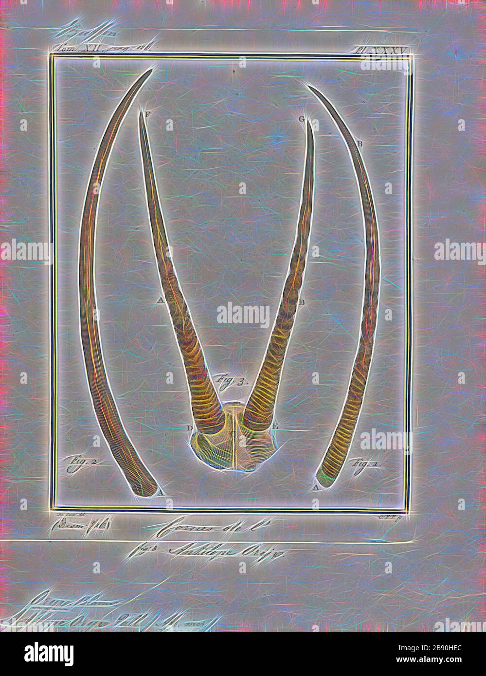 Oryx Antilope, Drucken, die Hirschziegenantilope, die Hirschziegenantilope (Antilope cervicapra), auch als die Indische Antilope bekannt, ist eine Antilope in Indien, Nepal und Pakistan. Die hirschziegenantilope ist die einzige ihrer Art der Gattung Antilope. Die Art wurde beschrieben und seine binomial Name durch schwedische Zoologe Carl Linnaeus im Jahre 1758 gegeben. Zwei Unterarten anerkannt sind. Sie steht bis zu 74 bis 84 cm (29 bis 33 in) hoch an der Schulter. Männchen wiegen 20 - 57 kg (44 126 lb), durchschnittlich 38 kg (84 lb). Frauen sind leichter, mit einem Gewicht von 20 - 33 kg (44 - 73 lb) oder 27 kg (60 lb) im Durchschnitt. Der lange, beringt Hörner, 35 - 75 cm (14 - 3 Stockfoto