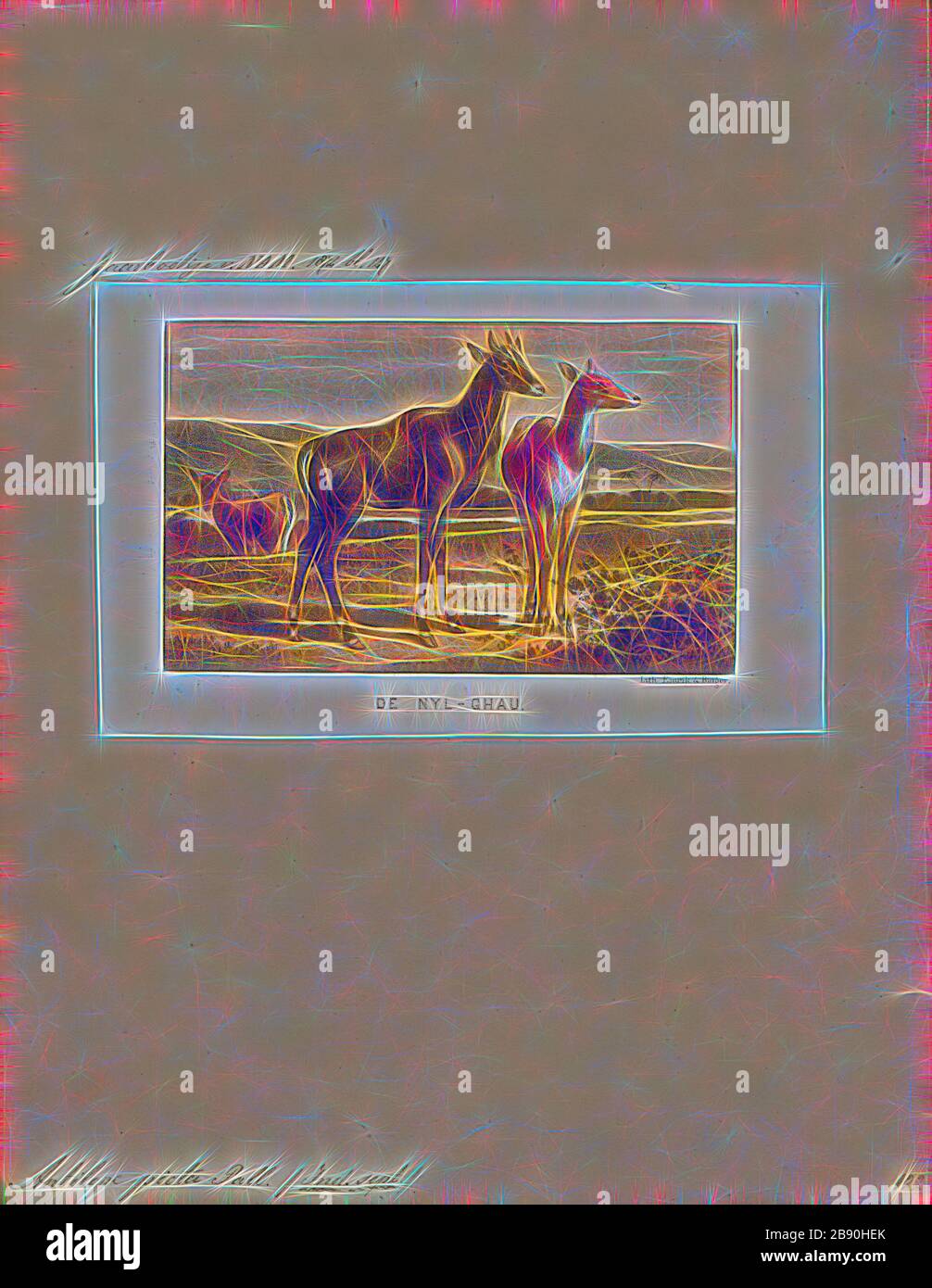 Antilope picta, Drucken, die Hirschziegenantilope, die Hirschziegenantilope (Antilope cervicapra), auch als die Indische Antilope bekannt, ist eine Antilope in Indien, Nepal und Pakistan. Die hirschziegenantilope ist die einzige ihrer Art der Gattung Antilope. Die Art wurde beschrieben und seine binomial Name durch schwedische Zoologe Carl Linnaeus im Jahre 1758 gegeben. Zwei Unterarten anerkannt sind. Sie steht bis zu 74 bis 84 cm (29 bis 33 in) hoch an der Schulter. Männchen wiegen 20 - 57 kg (44 126 lb), durchschnittlich 38 kg (84 lb). Frauen sind leichter, mit einem Gewicht von 20 - 33 kg (44 - 73 lb) oder 27 kg (60 lb) im Durchschnitt. Der lange, beringt Hörner, 35 - 75 cm (14 - Stockfoto