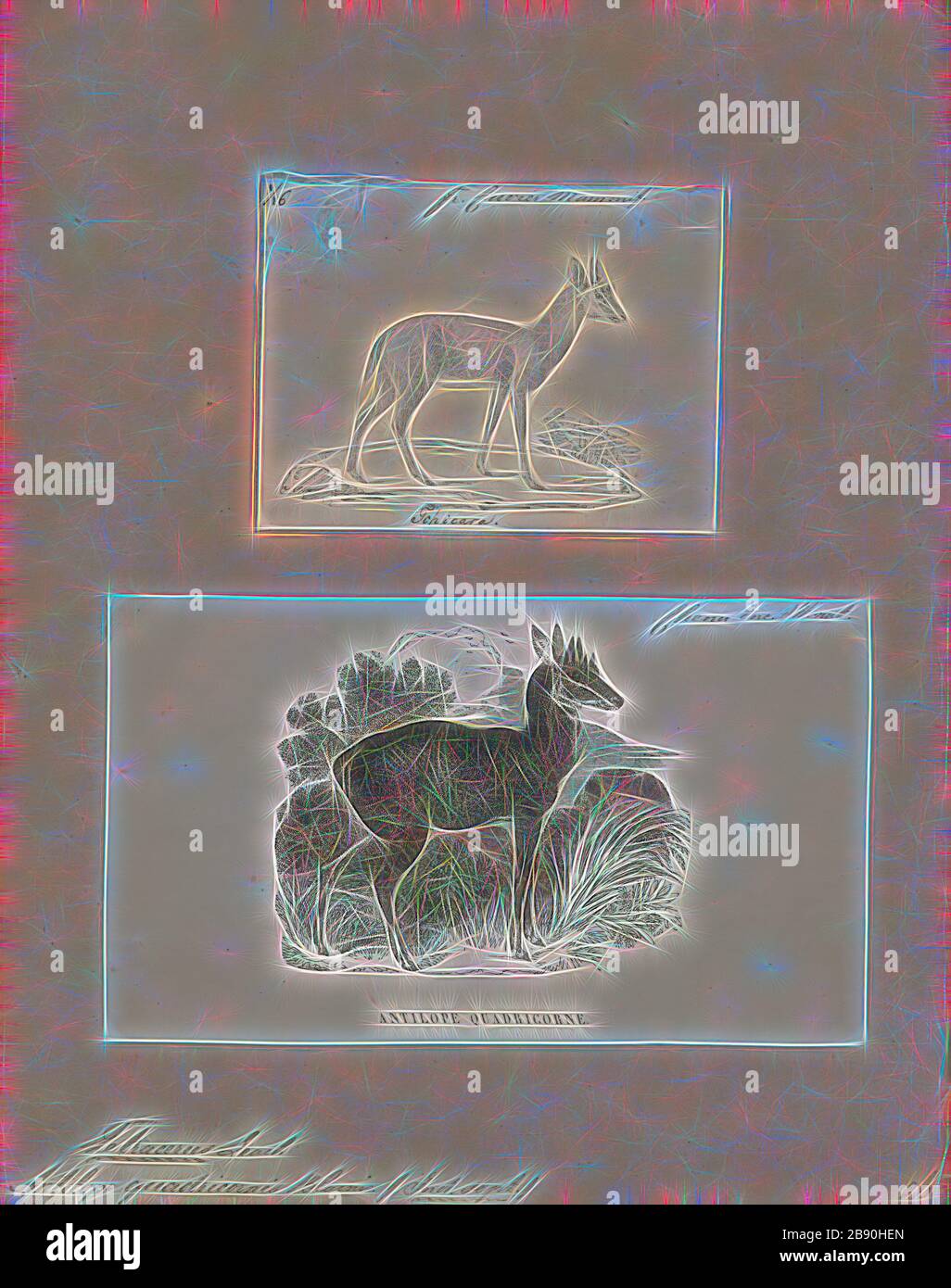 Antilope quadricornis, Drucken, die Hirschziegenantilope, die Hirschziegenantilope (Antilope cervicapra), auch als die Indische Antilope bekannt, ist eine Antilope in Indien, Nepal und Pakistan. Die hirschziegenantilope ist die einzige ihrer Art der Gattung Antilope. Die Art wurde beschrieben und seine binomial Name durch schwedische Zoologe Carl Linnaeus im Jahre 1758 gegeben. Zwei Unterarten anerkannt sind. Sie steht bis zu 74 bis 84 cm (29 bis 33 in) hoch an der Schulter. Männchen wiegen 20 - 57 kg (44 126 lb), durchschnittlich 38 kg (84 lb). Frauen sind leichter, mit einem Gewicht von 20 - 33 kg (44 - 73 lb) oder 27 kg (60 lb) im Durchschnitt. Der lange, beringt Hörner, 35 - 75 Stockfoto
