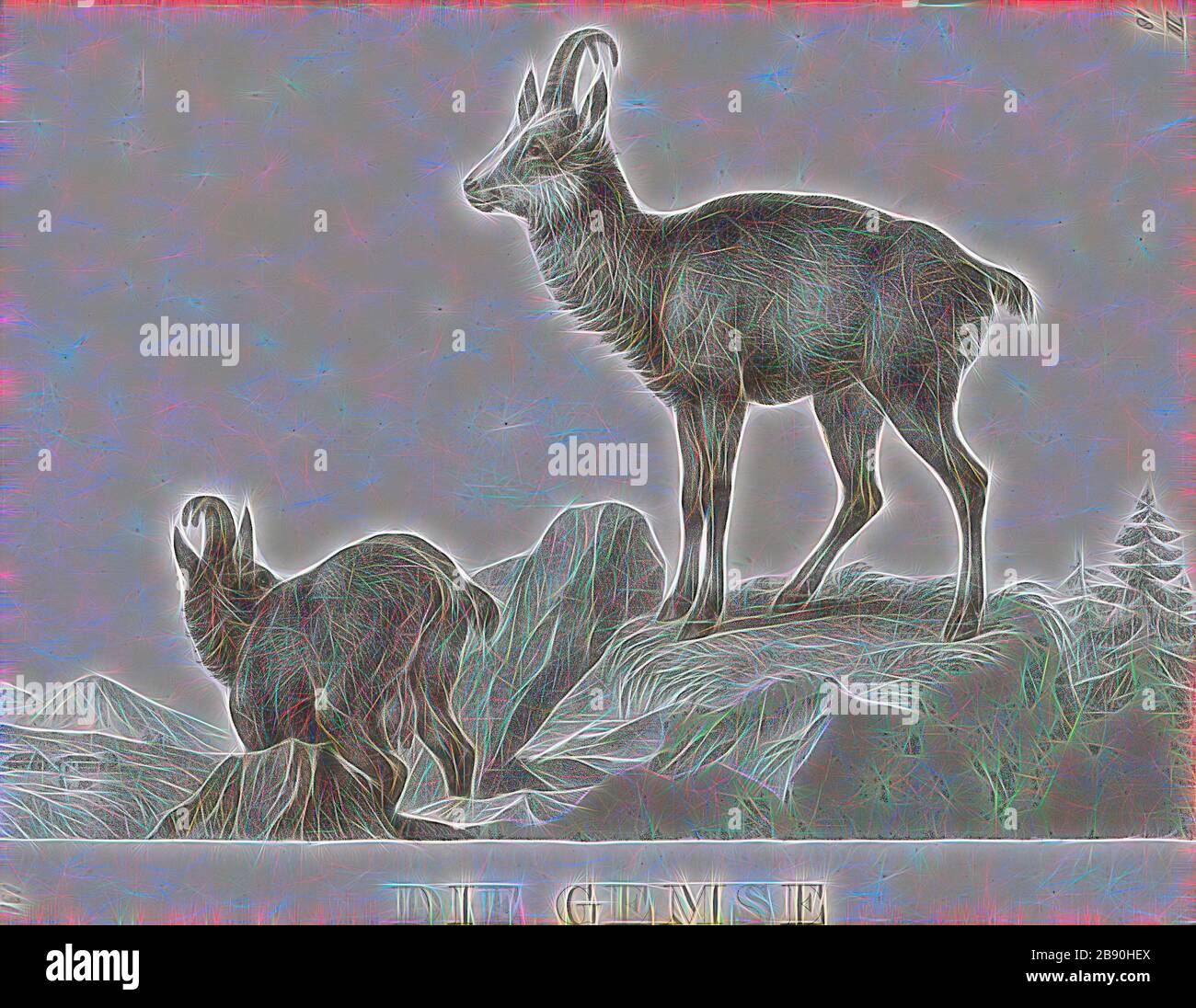 Antilope rupicapra, Drucken, die Hirschziegenantilope, die Hirschziegenantilope (Antilope cervicapra), auch als die Indische Antilope bekannt, ist eine Antilope in Indien, Nepal und Pakistan. Die hirschziegenantilope ist die einzige ihrer Art der Gattung Antilope. Die Art wurde beschrieben und seine binomial Name durch schwedische Zoologe Carl Linnaeus im Jahre 1758 gegeben. Zwei Unterarten anerkannt sind. Sie steht bis zu 74 bis 84 cm (29 bis 33 in) hoch an der Schulter. Männchen wiegen 20 - 57 kg (44 126 lb), durchschnittlich 38 kg (84 lb). Frauen sind leichter, mit einem Gewicht von 20 - 33 kg (44 - 73 lb) oder 27 kg (60 lb) im Durchschnitt. Der lange, beringt Hörner, 35 - 75 cm Stockfoto