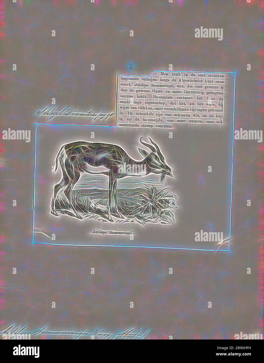 Antilope soemmeringii, Drucken, die Hirschziegenantilope, die Hirschziegenantilope (Antilope cervicapra), auch als die Indische Antilope bekannt, ist eine Antilope in Indien, Nepal und Pakistan. Die hirschziegenantilope ist die einzige ihrer Art der Gattung Antilope. Die Art wurde beschrieben und seine binomial Name durch schwedische Zoologe Carl Linnaeus im Jahre 1758 gegeben. Zwei Unterarten anerkannt sind. Sie steht bis zu 74 bis 84 cm (29 bis 33 in) hoch an der Schulter. Männchen wiegen 20 - 57 kg (44 126 lb), durchschnittlich 38 kg (84 lb). Frauen sind leichter, mit einem Gewicht von 20 - 33 kg (44 - 73 lb) oder 27 kg (60 lb) im Durchschnitt. Der lange, beringt Hörner, 35 - 75 Stockfoto