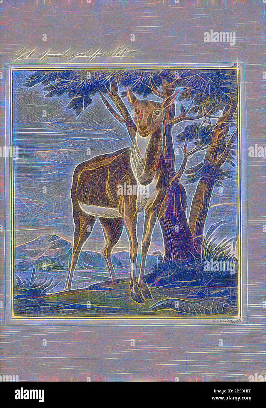 Antilope spec., Drucken, die Hirschziegenantilope, die Hirschziegenantilope (Antilope cervicapra), auch als die Indische Antilope bekannt, ist eine Antilope in Indien, Nepal und Pakistan. Die hirschziegenantilope ist die einzige ihrer Art der Gattung Antilope. Die Art wurde beschrieben und seine binomial Name durch schwedische Zoologe Carl Linnaeus im Jahre 1758 gegeben. Zwei Unterarten anerkannt sind. Sie steht bis zu 74 bis 84 cm (29 bis 33 in) hoch an der Schulter. Männchen wiegen 20 - 57 kg (44 126 lb), durchschnittlich 38 kg (84 lb). Frauen sind leichter, mit einem Gewicht von 20 - 33 kg (44 - 73 lb) oder 27 kg (60 lb) im Durchschnitt. Der lange, beringt Hörner, 35 - 75 cm (14 - Stockfoto