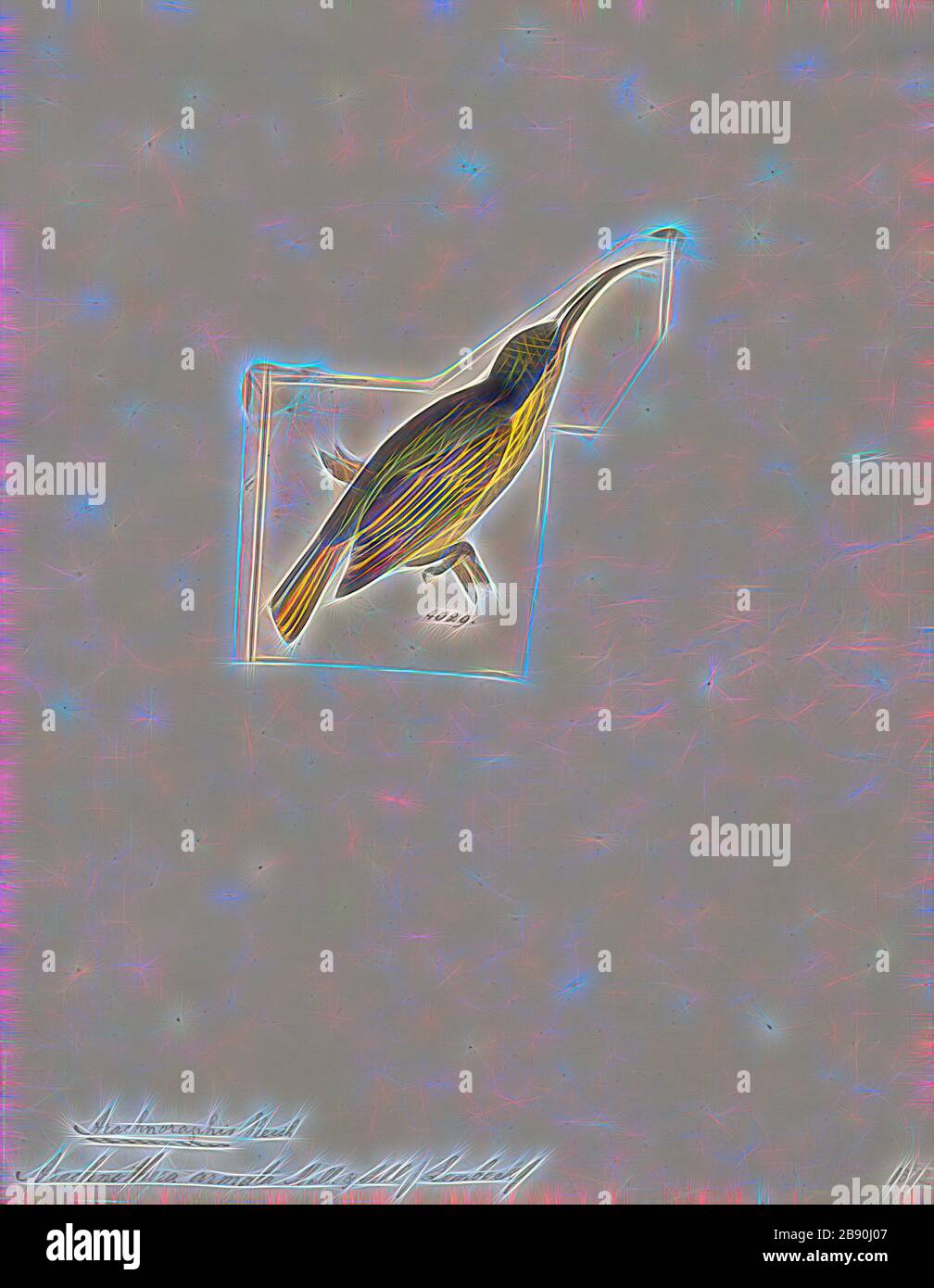 Arachnothera armata Fotos und Bildmaterial in hoher Auflösung Alamy