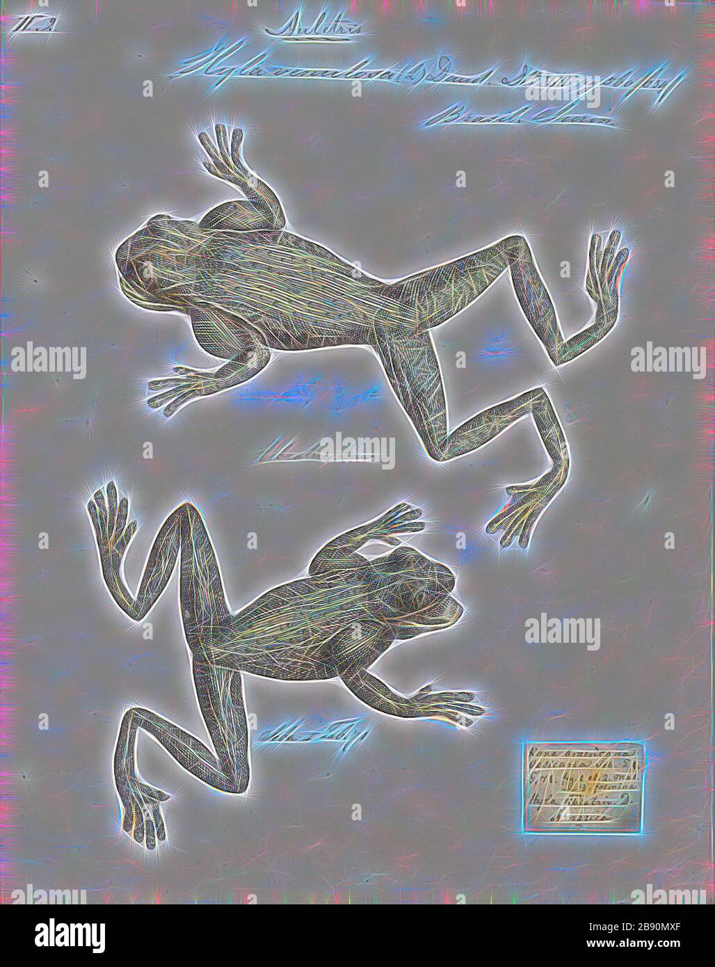 Hyla Venulosa Stockfotos und bilder Kaufen Alamy