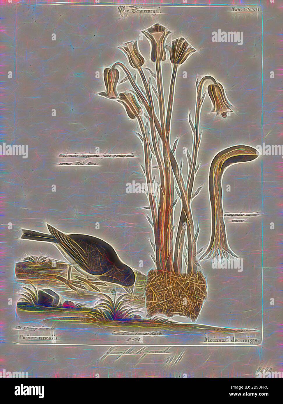 Junco hyemalis, Print, The Darkeyed junco (Junco hyemalis) ist eine Art der juncos, einer Gattung kleiner gräulicher amerikanischer Spatzen. Dieser Vogel ist in weiten Teilen des gemäßigten Nordamerika verbreitet und reicht im Sommer weit in die Arktis. Es ist eine sehr variable Art, ähnlich wie der verwandte Fuchssparren (Passerella iliaca), und seine Systematiken sind immer noch nicht ganz durchlöchert., 1700-1880, von Gibon neu vorgestellt, Design von warmfröhlichem Leuchten von Helligkeit und Lichtstrahlen. Klassische Kunst mit moderner Note neu erfunden. Fotografie inspiriert von Futurismus, die dynamische Energie moderner Technik umfasst Stockfoto