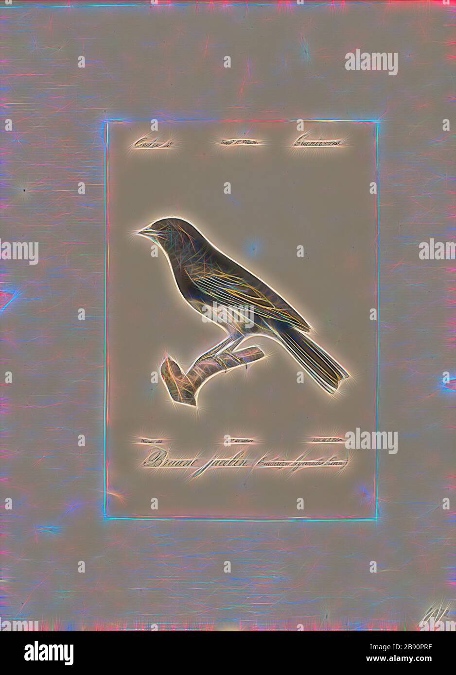 Junco hyemalis, Print, The Darkeyed junco (Junco hyemalis) ist eine Art der juncos, einer Gattung kleiner gräulicher amerikanischer Spatzen. Dieser Vogel ist in weiten Teilen des gemäßigten Nordamerika verbreitet und reicht im Sommer weit in die Arktis. Es ist eine sehr variable Art, ähnlich wie der verwandte Fuchssparren (Passerella iliaca), und seine Systematiken sind immer noch nicht ganz durchlöchert., 1842-1848, von Gibon neu vorgestellt, Design von warmfröhlichem Leuchten von Helligkeit und Lichtstrahlen. Klassische Kunst mit moderner Note neu erfunden. Fotografie inspiriert von Futurismus, die dynamische Energie moderner Technik umfasst Stockfoto