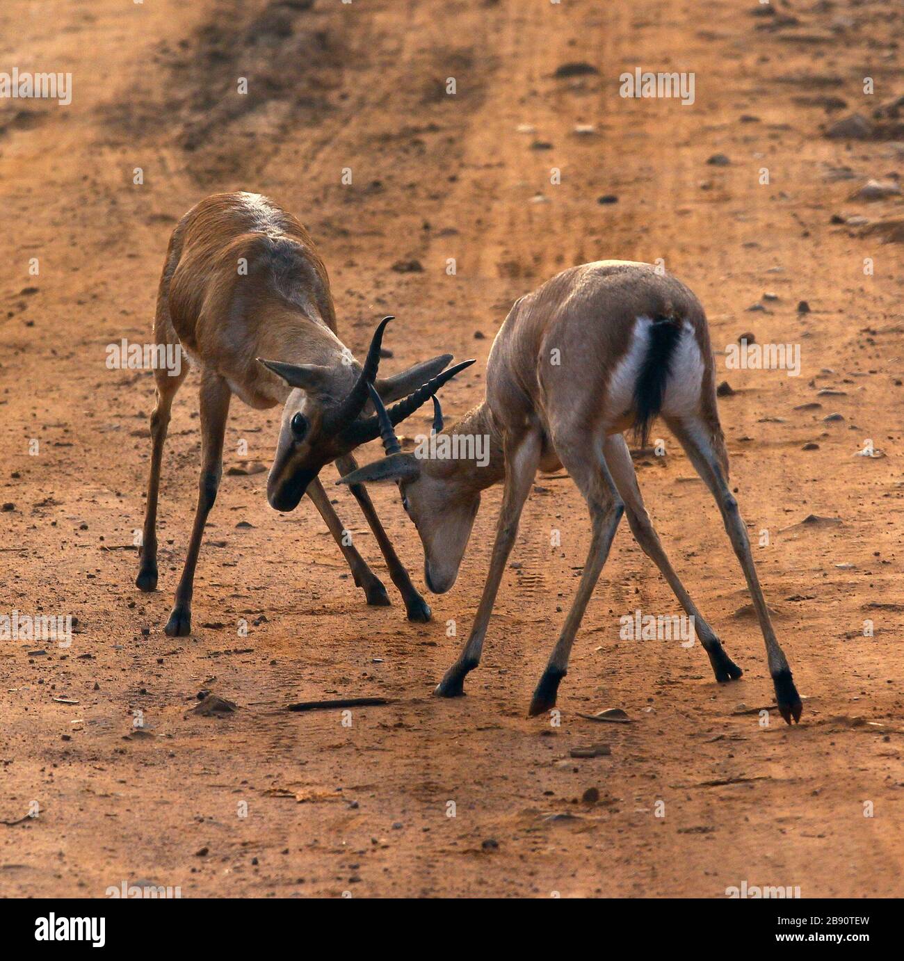 Indische Gazelle Stockfoto