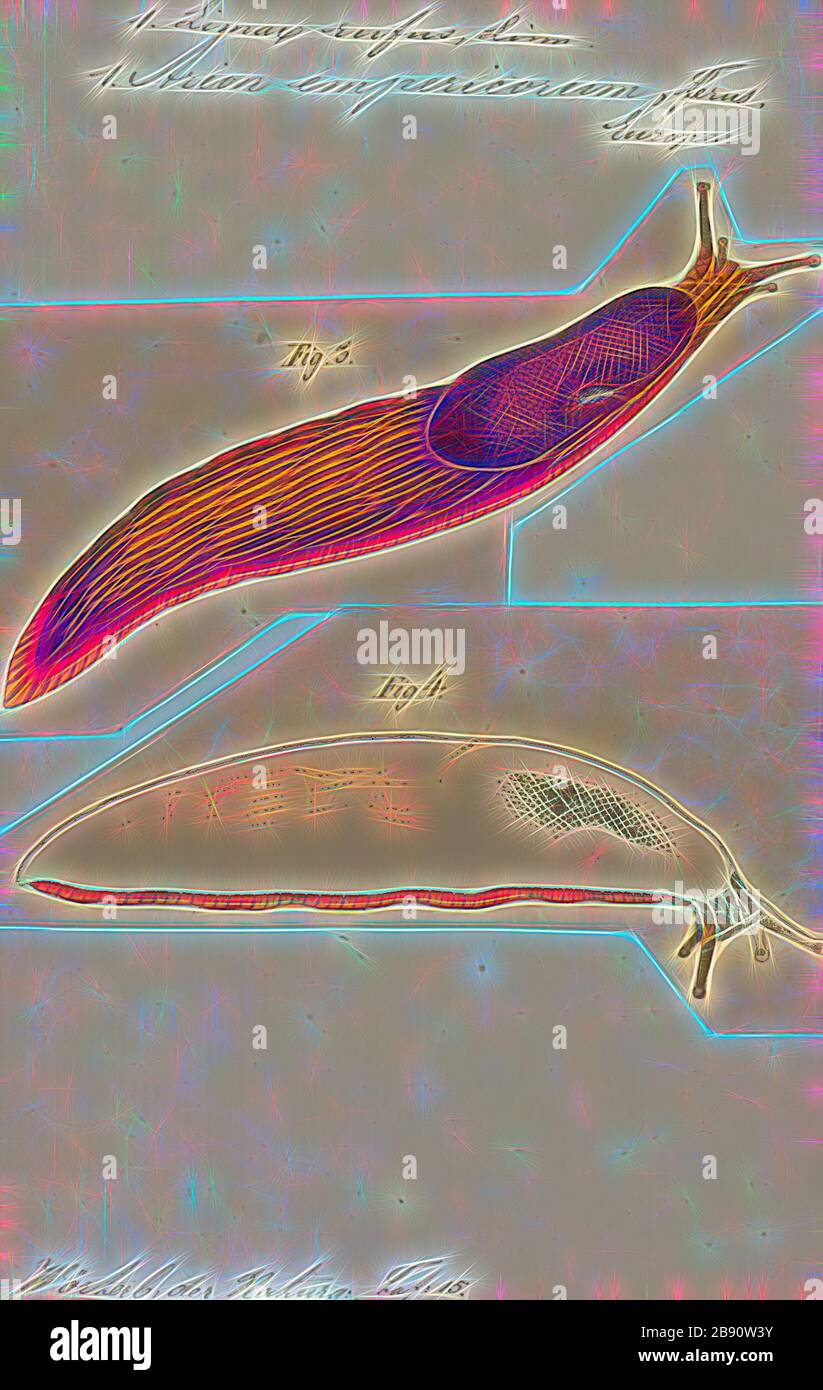 Limax rufus, Print, Limax ist eine Gattung luftatmender Landschlitze in der terrestrischen pulmonaten Gastropod-Weichtiere-Familie Limacidas., von Gibon neu vorgestellt, Design von warmfröhlichem Leuchten von Helligkeit und Lichtstrahlen. Klassische Kunst mit moderner Note neu erfunden. Fotografie, inspiriert vom Futurismus, die dynamische Energie moderner Technologie, Bewegung, Geschwindigkeit und Kultur revolutionieren. Stockfoto