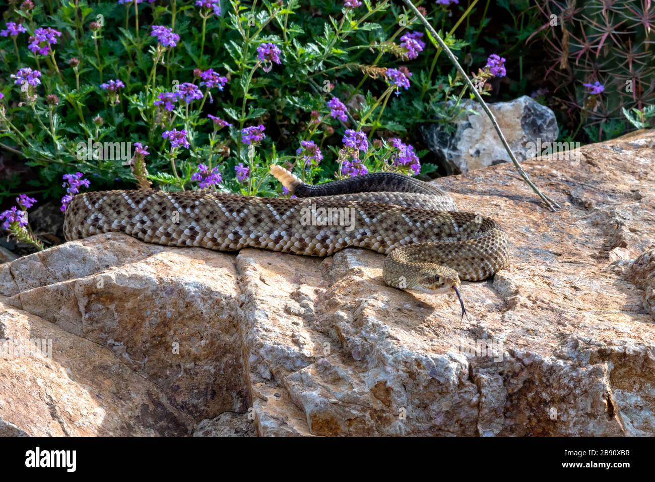 Zischende mexikanische Westküsten-Rattlesnake kochte auf einem Garten-Boulder Stockfoto