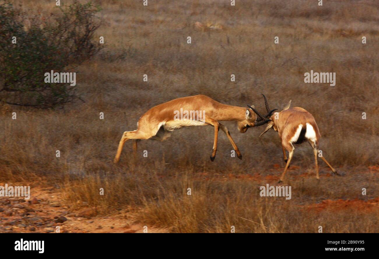 Indische Gazelle Stockfoto