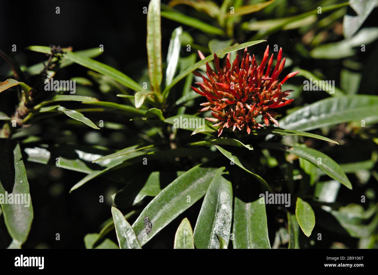 Ixora, auch Westindischer Jasmin genannt, im Sonnenlicht. Blumenknospen blühen noch nicht. Stockfoto