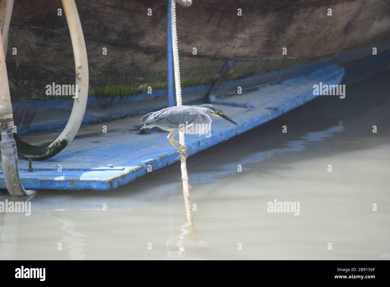 Gestreifte Heron, Krabi 190120 Stockfoto