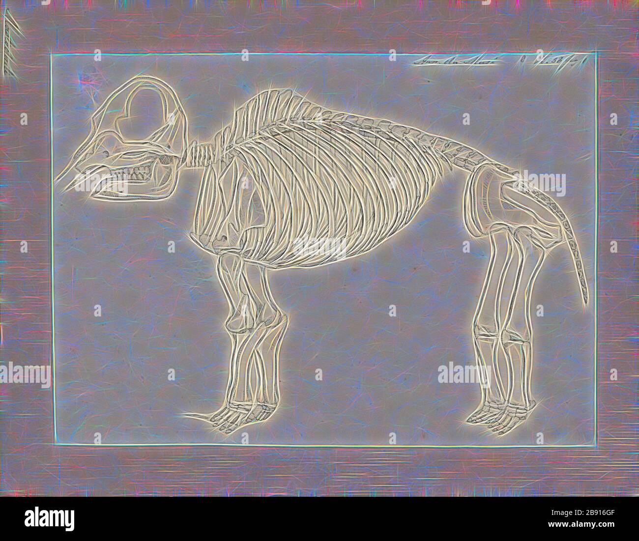 Mastodon spec., Print, Mastodons sind alle Arten von Exproboscideen in der Gattung Mammut (Familie Mammutidae), die entfernt mit Elefanten verwandt sind, die Nord- und Mittelamerika im späten Miocen oder späten Pliocen bis zu ihrem Erlöschen am Ende des Pleistozäns vor 10, 000 bis 11, 000 Jahren bewohnten. Mastodons lebten in Herden und waren überwiegend waldbewohnende Tiere, die sich von einer gemischten Ernährung ernährten, die durch Browsen und Beweidung mit saisonaler Präferenz beim Browsen gewonnen wurde, ähnlich wie lebende Elefanten., Skelett, von Gibon neu vorgestellt, Design von warmem, fröhlichem Leuchten von Helligkeit und Licht Stockfoto