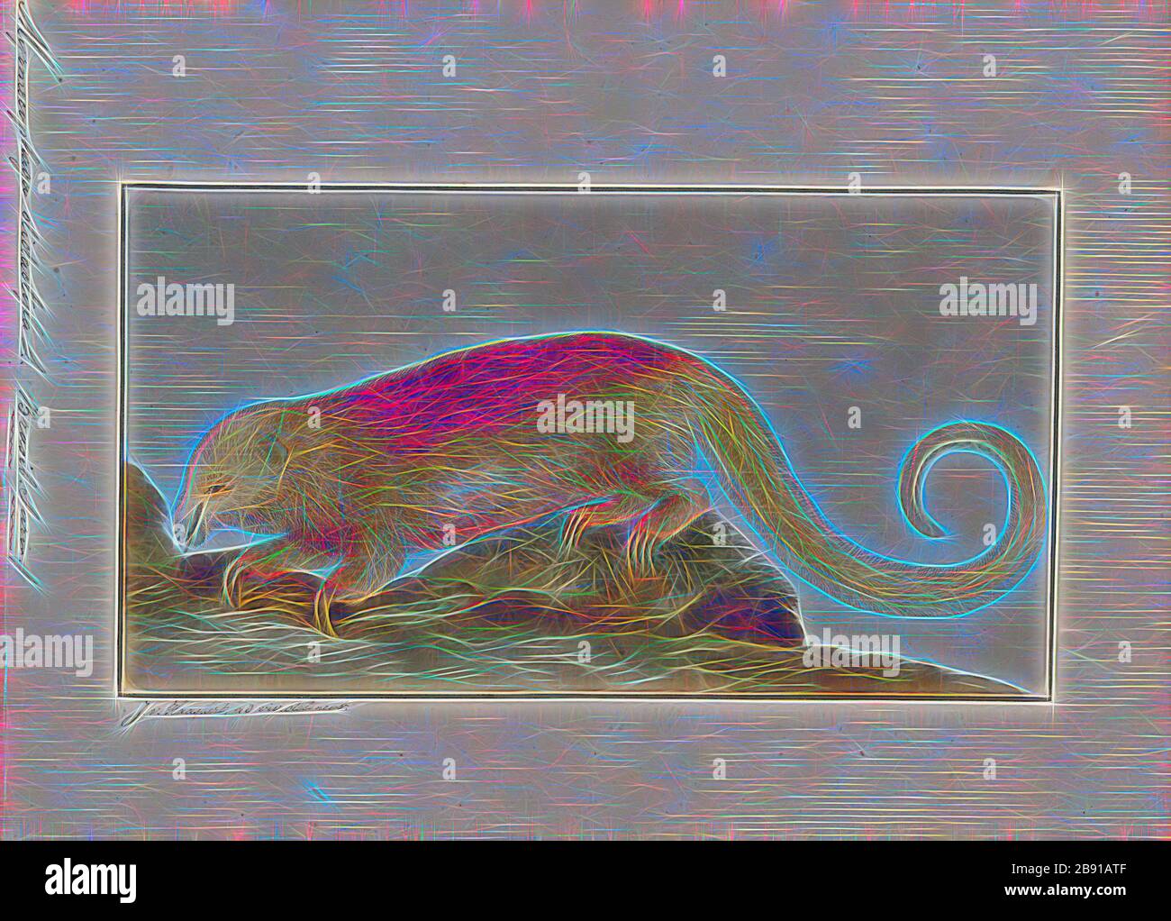 Myrmecophaga didactyla, Drucken, riesigen ameisenbär, die riesigen