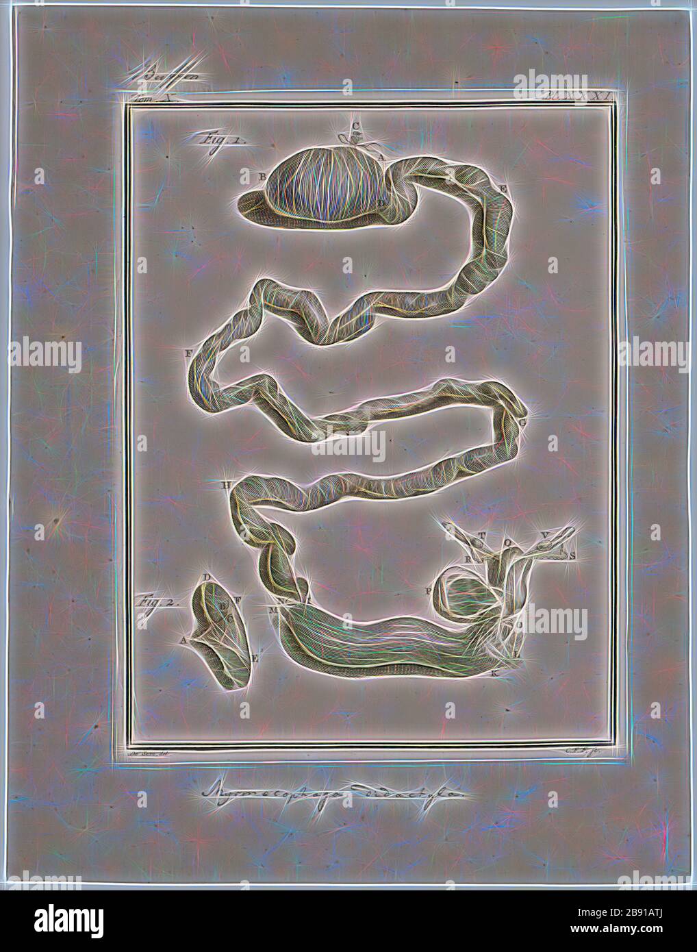 Myrmecophaga didactyla, Drucken, riesigen ameisenbär, die riesigen