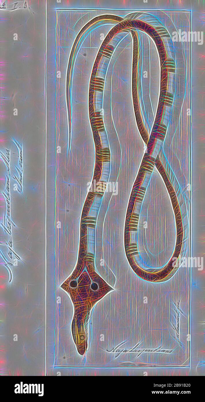 Elapid Fotos und Bildmaterial in hoher Auflösung Alamy