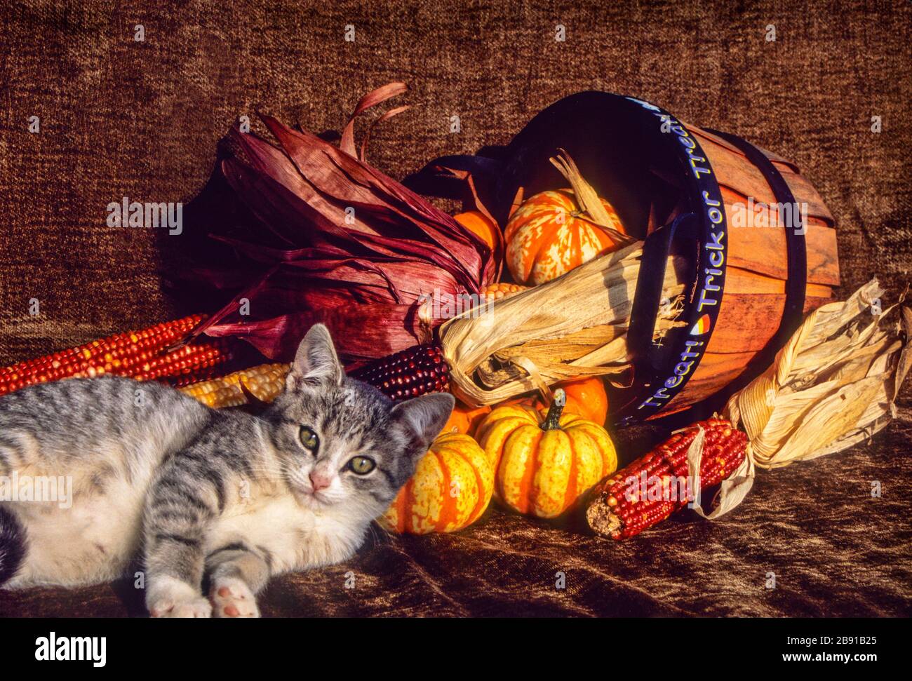 Grau gestromte Jungtiere, Kürbisse im Korb, Monroe Twp., New Jersey, USA, Korb Kätzchen isoliert Hooligan niedlich lustige Farm Kätzchen Hauskatzen Stockfoto