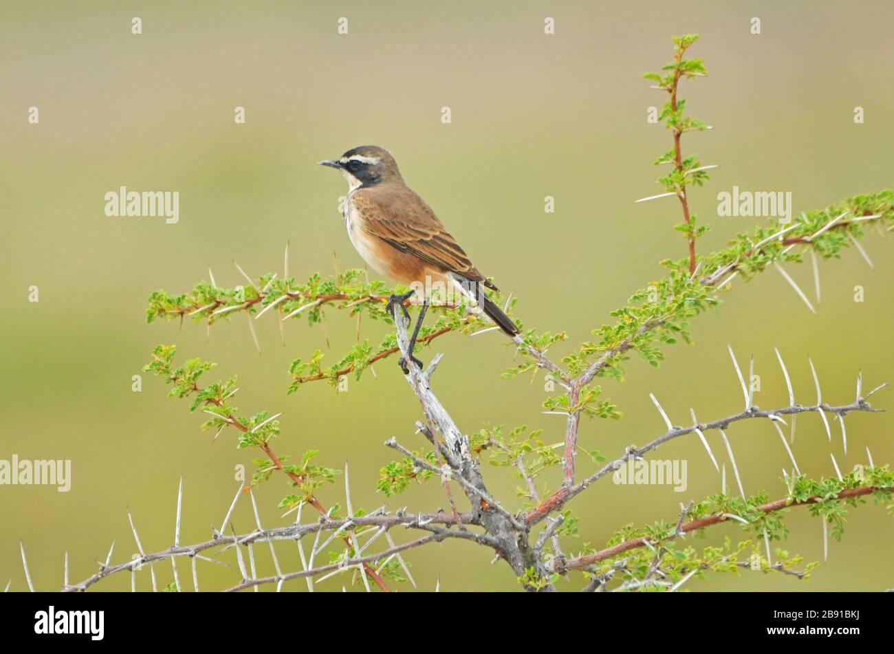 Mit einer Kappe bedecktes Wheatear, grüner Hintergrund, dorniger Ast Stockfoto