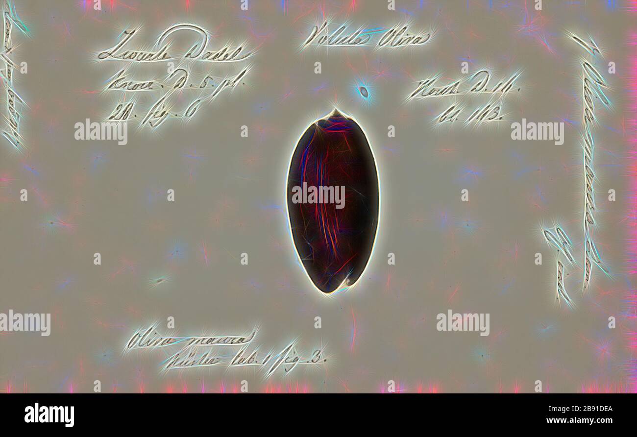 Oliva maura, Print, Animalia (Königreich) Molluska (Phylum) Gastropoda (Klasse) Caenogastropoda (Unterklasse) Neogastropoda (Ordnung) Olivoidea (Superfamilie) Olividae (Familie) Olivinae (Unterklasse) Oliva (Gattung) Oliva maura (Spezies), neu von Gibon, Gestaltung warmer Strahlen und strahlender Strahlen. Klassische Kunst mit moderner Note neu erfunden. Fotografie, inspiriert vom Futurismus, die dynamische Energie moderner Technologie, Bewegung, Geschwindigkeit und Kultur revolutionieren. Stockfoto