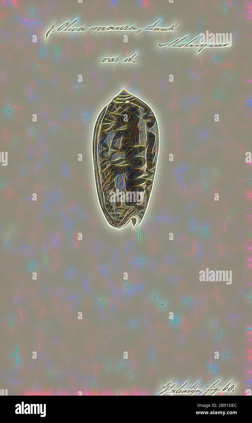 Oliva maura, Print, Animalia (Königreich) Molluska (Phylum) Gastropoda (Klasse) Caenogastropoda (Unterklasse) Neogastropoda (Ordnung) Olivoidea (Superfamilie) Olividae (Familie) Olivinae (Unterklasse) Oliva (Gattung) Oliva maura (Spezies), neu von Gibon, Gestaltung warmer Strahlen und strahlender Strahlen. Klassische Kunst mit moderner Note neu erfunden. Fotografie, inspiriert vom Futurismus, die dynamische Energie moderner Technologie, Bewegung, Geschwindigkeit und Kultur revolutionieren. Stockfoto