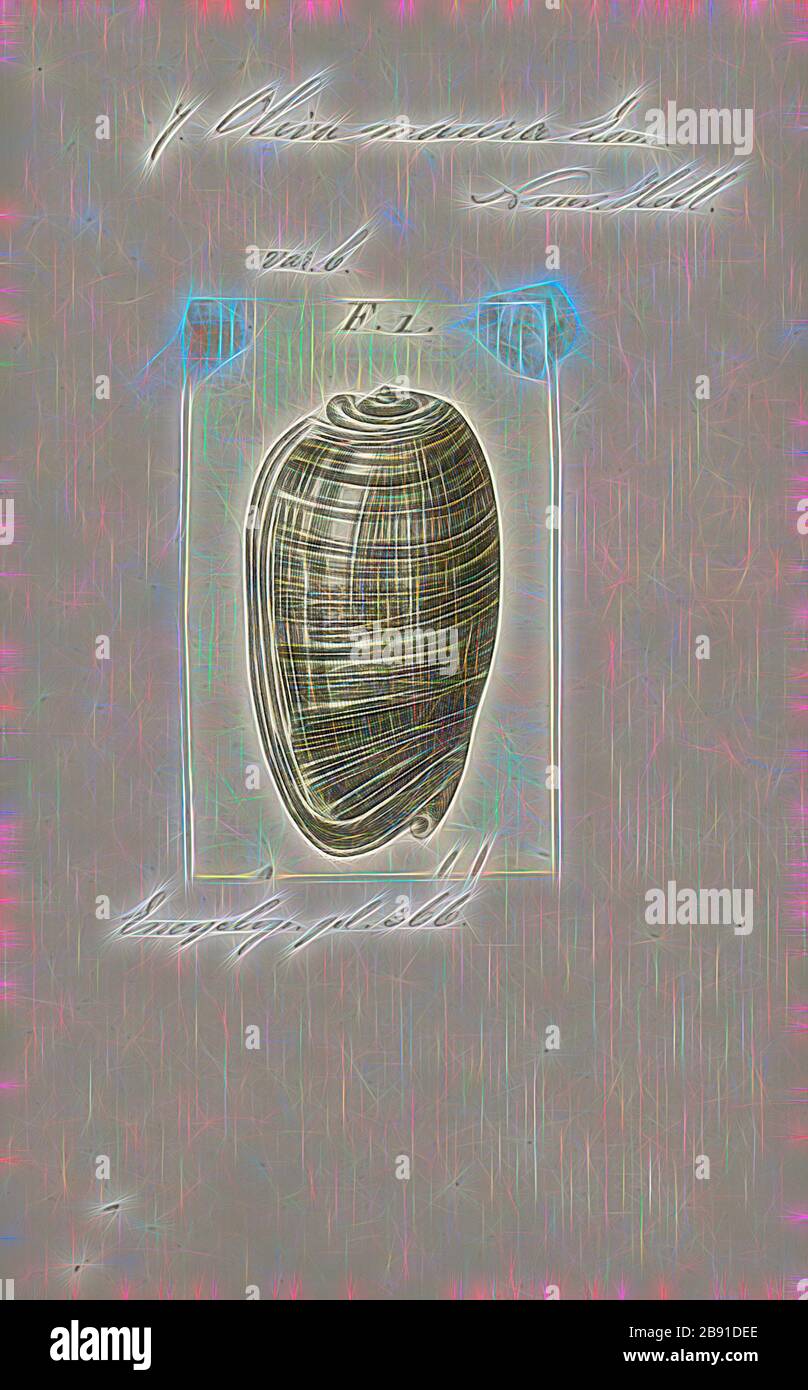 Oliva maura, Print, Animalia (Königreich) Molluska (Phylum) Gastropoda (Klasse) Caenogastropoda (Unterklasse) Neogastropoda (Ordnung) Olivoidea (Superfamilie) Olividae (Familie) Olivinae (Unterklasse) Oliva (Gattung) Oliva maura (Spezies), neu von Gibon, Gestaltung warmer Strahlen und strahlender Strahlen. Klassische Kunst mit moderner Note neu erfunden. Fotografie, inspiriert vom Futurismus, die dynamische Energie moderner Technologie, Bewegung, Geschwindigkeit und Kultur revolutionieren. Stockfoto