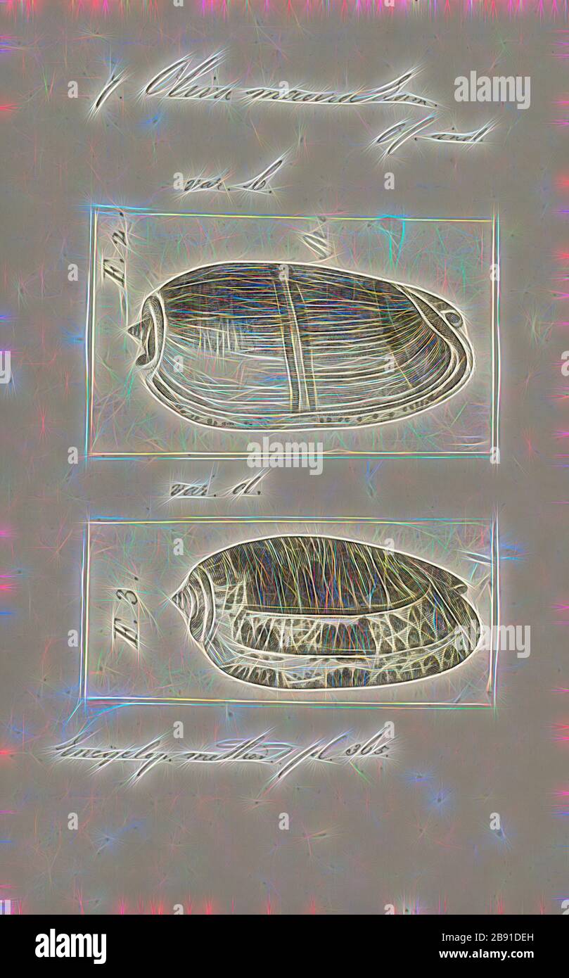 Oliva maura, Print, Animalia (Königreich) Molluska (Phylum) Gastropoda (Klasse) Caenogastropoda (Unterklasse) Neogastropoda (Ordnung) Olivoidea (Superfamilie) Olividae (Familie) Olivinae (Unterklasse) Oliva (Gattung) Oliva maura (Spezies), neu von Gibon, Gestaltung warmer Strahlen und strahlender Strahlen. Klassische Kunst mit moderner Note neu erfunden. Fotografie, inspiriert vom Futurismus, die dynamische Energie moderner Technologie, Bewegung, Geschwindigkeit und Kultur revolutionieren. Stockfoto