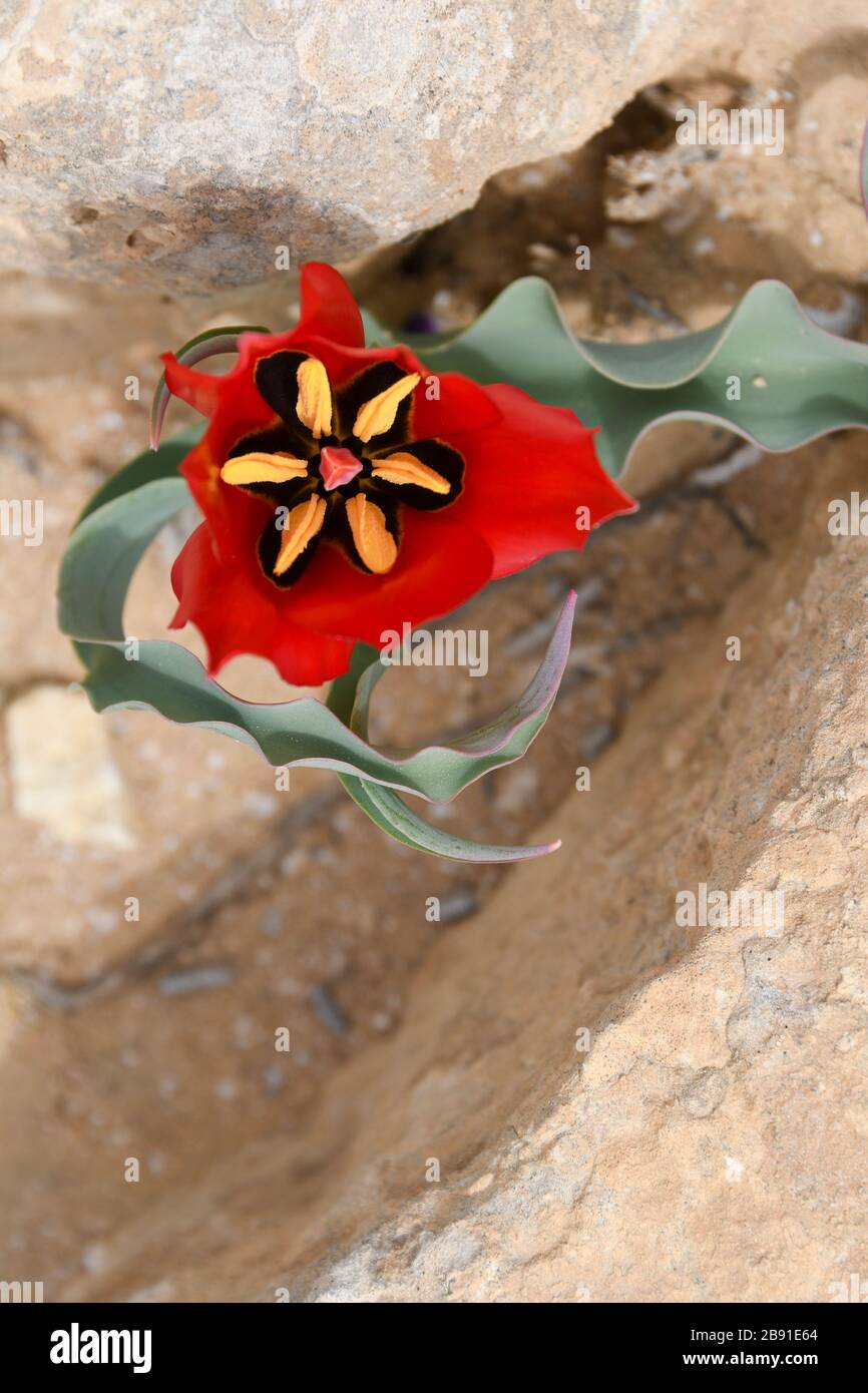 Red Wild Tulipa systola (Desert Tulip) fotografierte im März auf den Lotz-Zistern in der Negev-Wüste Israel Stockfoto