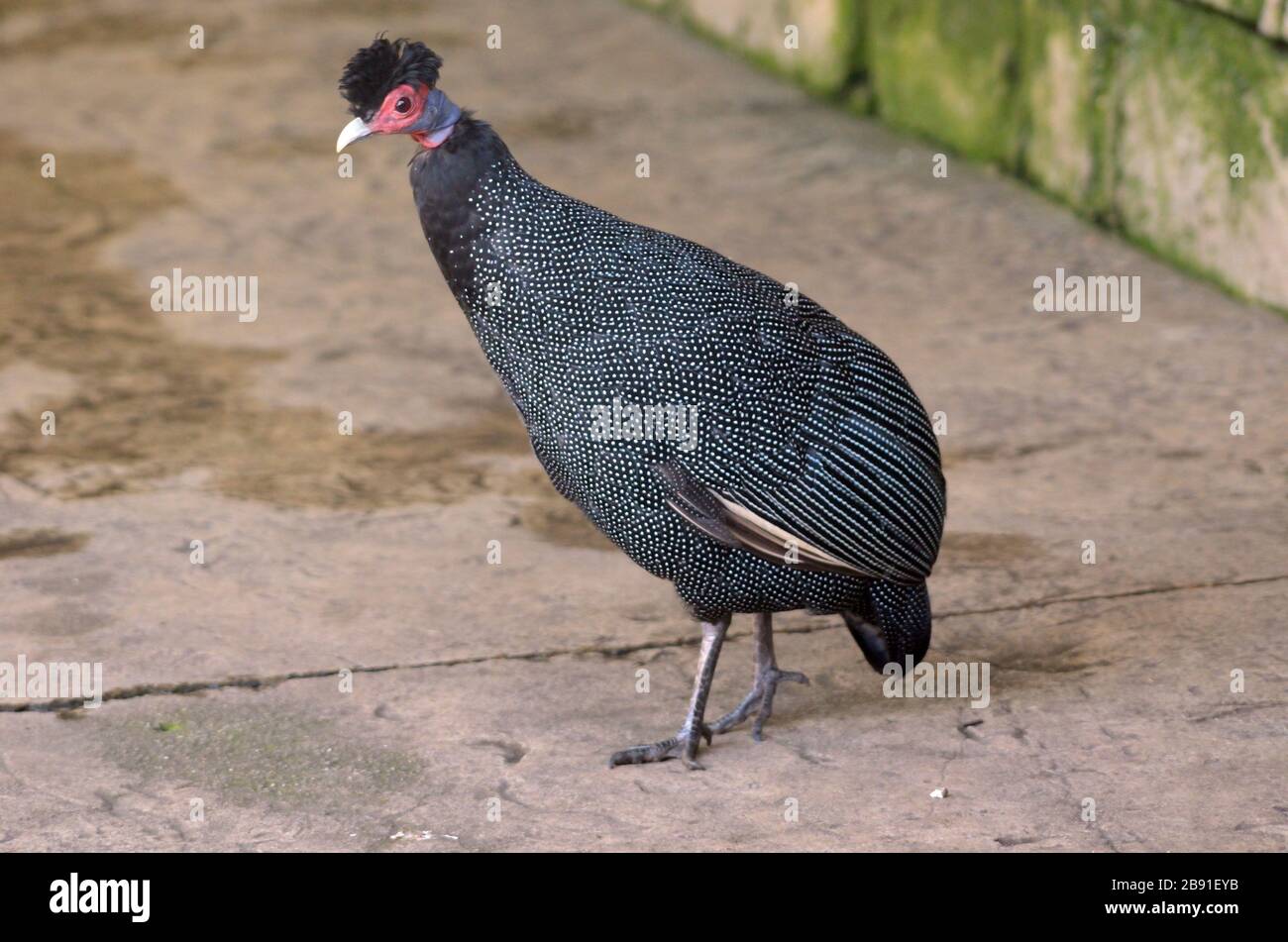 Crested Guineafowl, südafrika, Nahaufnahme Stockfoto