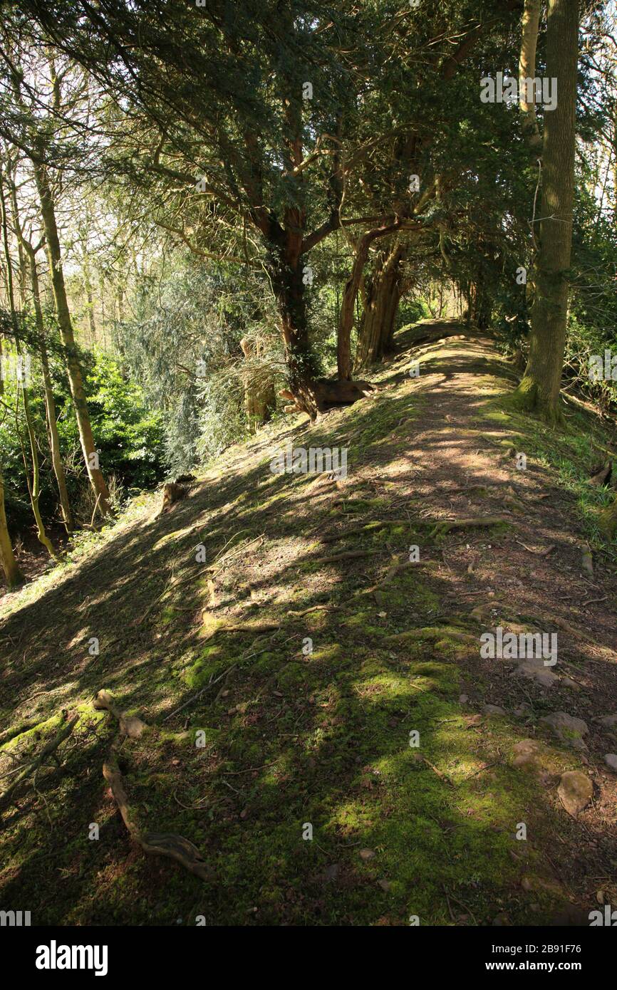 Erdbaumaßnahmen auf dem Hügelfort von Wychbury, einem Hügelfort aus der Eisenzeit in Hagley, Worcestershire, England, Großbritannien. Stockfoto