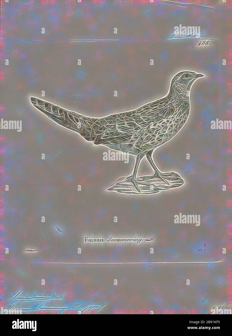 Phasianus soemmeringii, Print, die typische Fasanenart Phasianus in der Familie Phasianianiden besteht aus mindestens einer Art. Der Gattungsname stammt von lat. Phasianinus Fasanenähnlich (von Phasianus, Fasan). Sowohl Phasianus als auch Fasan stammen ursprünglich aus dem griechischen Wort phāsiānos, was (Vogel) des Phasis bedeutet.Phasis ist der alte Name des Hauptflusses Westgeorgiens, der derzeit Rioni genannt wird., 1700-1880, von Gibon neu erdacht, Entwurf eines warmfröhlichen Lichts von Helligkeit und Lichtstrahlen. Klassische Kunst mit moderner Note neu erfunden. Fotografie inspiriert vom Futurismus, umarmt Stockfoto