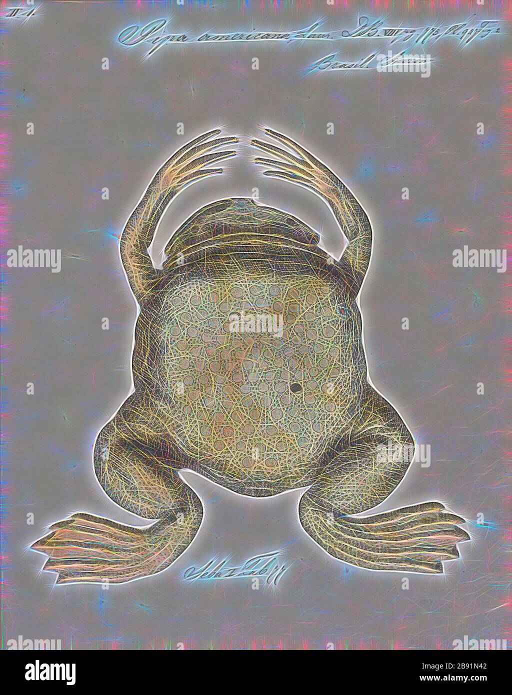 Pipa Americana, Print, die gewöhnliche Surinamkröte oder