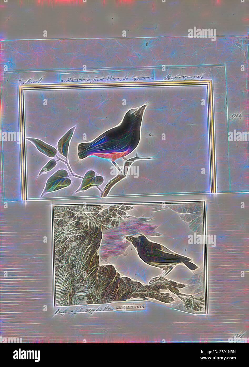 Die manakins sind eine familie Fotos und Bildmaterial in hoher