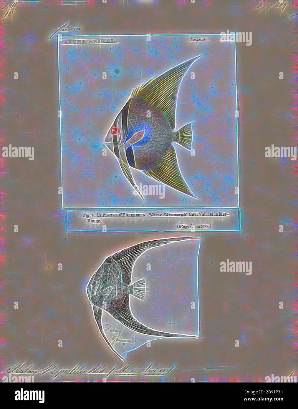 Platax vespertilio, Print, Platax ist eine Gattung indo-pazifischer, mit Riffen assoziierter Fische, die zur Familie Ephippippen gehört. Derzeit gibt es fünf bekannte Arten, die allgemein zur Gattung gehören.Sie sind eine der Fischtaxa, die allgemein als Batfish bekannt ist., 1700-1880, von Gibon neu vorgestellt, Design von warmfröhlichem Leuchten von Helligkeit und Lichtstrahlen. Klassische Kunst mit moderner Note neu erfunden. Fotografie, inspiriert vom Futurismus, die dynamische Energie moderner Technologie, Bewegung, Geschwindigkeit und Kultur revolutionieren. Stockfoto