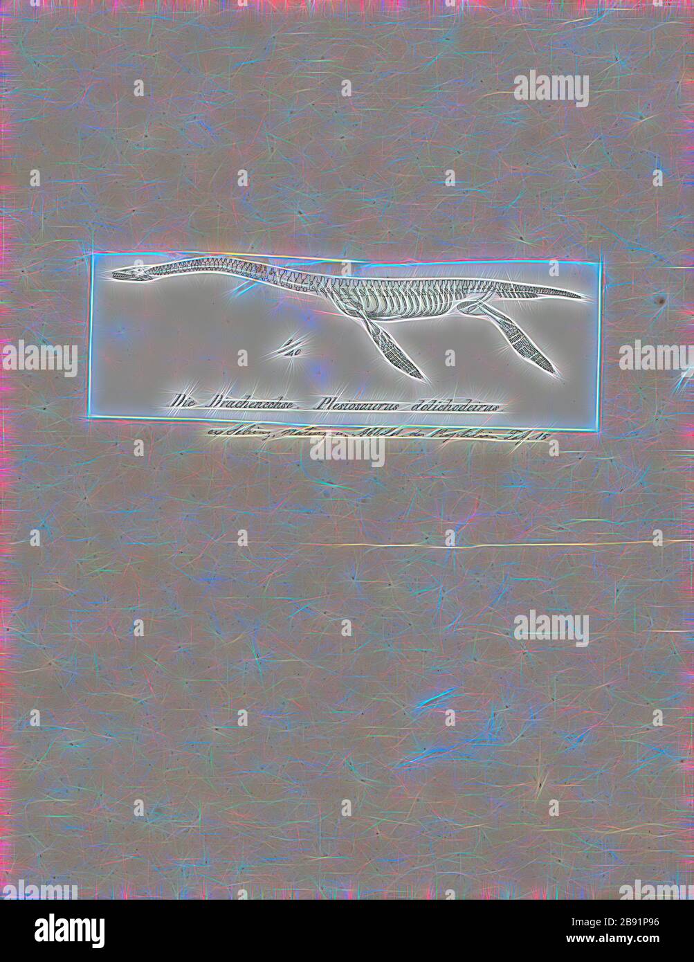 Plesiosaurie bestellen Fotos und Bildmaterial in hoher Auflösung Alamy