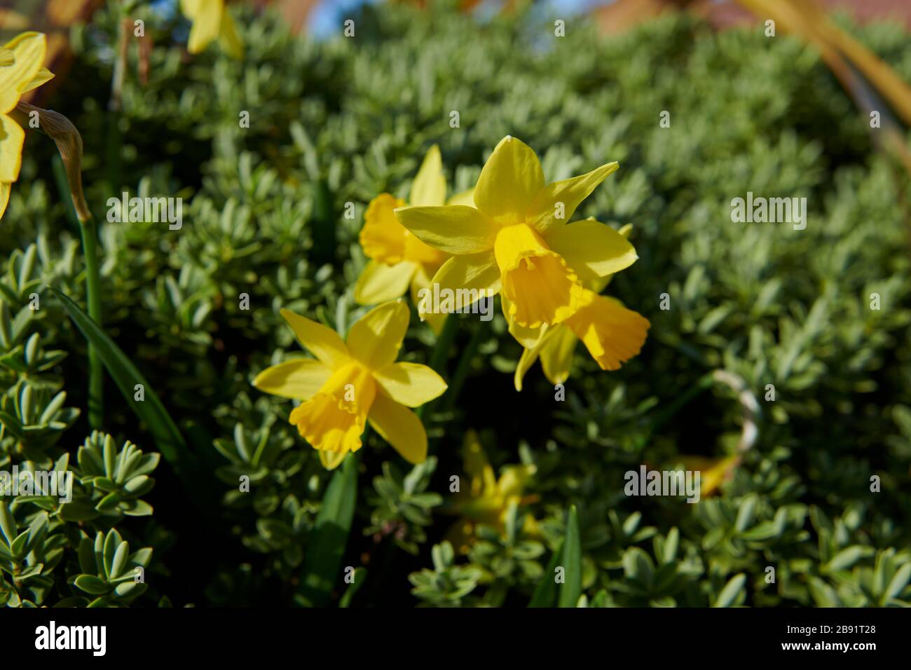 Daffodil (Narzissus psudonarcissus) blüht auf einer Quellwiese. Stockfoto