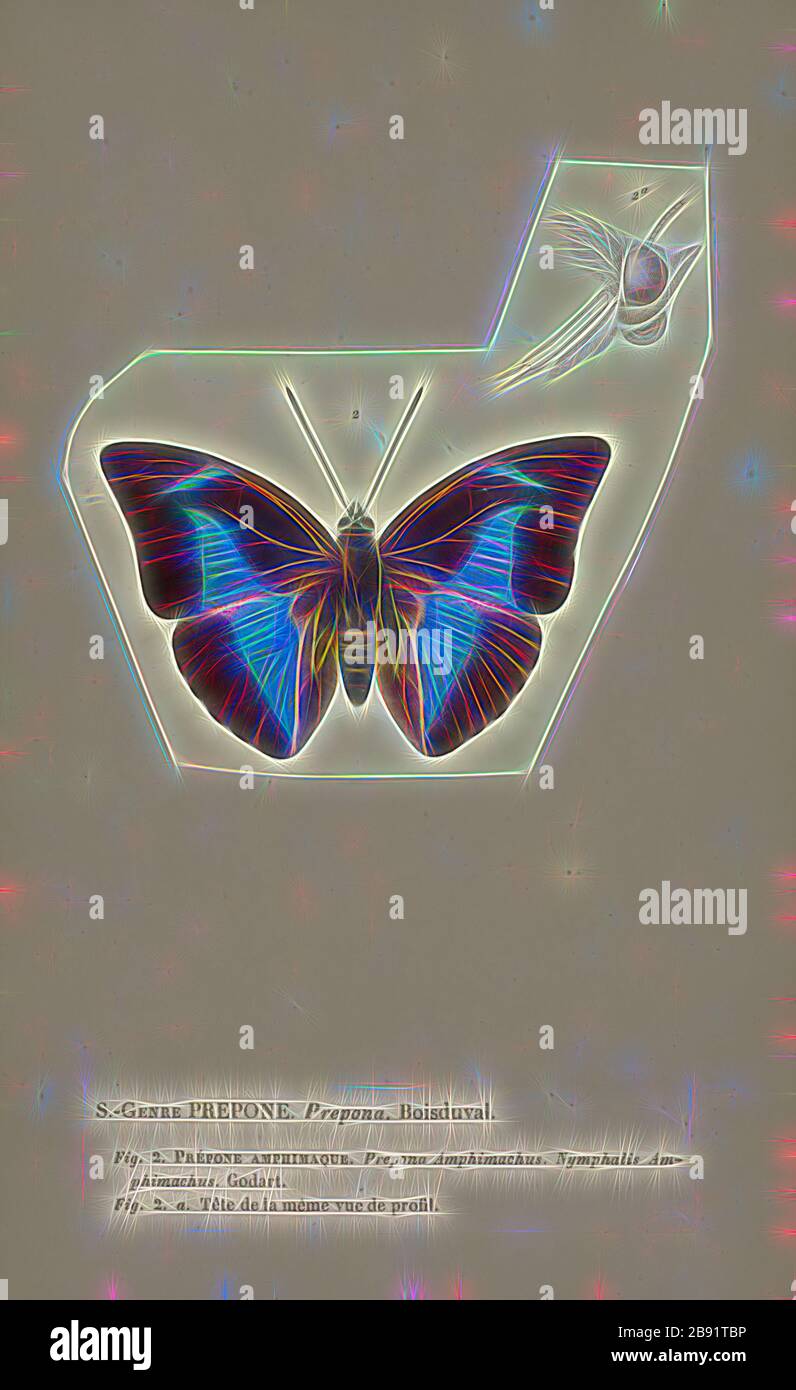 Prepona, Print, Prepona ist eine Gattung neotropischer Scharaxinfalter in der Familie Nymphaliden. Sie sind starke Flieger in tropischen Wäldern, wo sie sich von fermentierenden Früchten und Tierdung ernähren. Die Flügelunterseite ist blass gräulich oder bräunlich, während der Oberwagen dunkel mit deutlich irisierenden blauen Markierungen ist. Einige wenige Arten haben auch orangefarbene Markierungen auf der Oberseite der Flügel. Sie sind bei Schmetterlings-Sammlern beliebt, von Gibon neu erdacht, Design von warmem, fröhlichem Leuchten von Helligkeit und Lichtstrahlen. Klassische Kunst mit moderner Note neu erfunden. Fotografie inspiriert von Fut Stockfoto