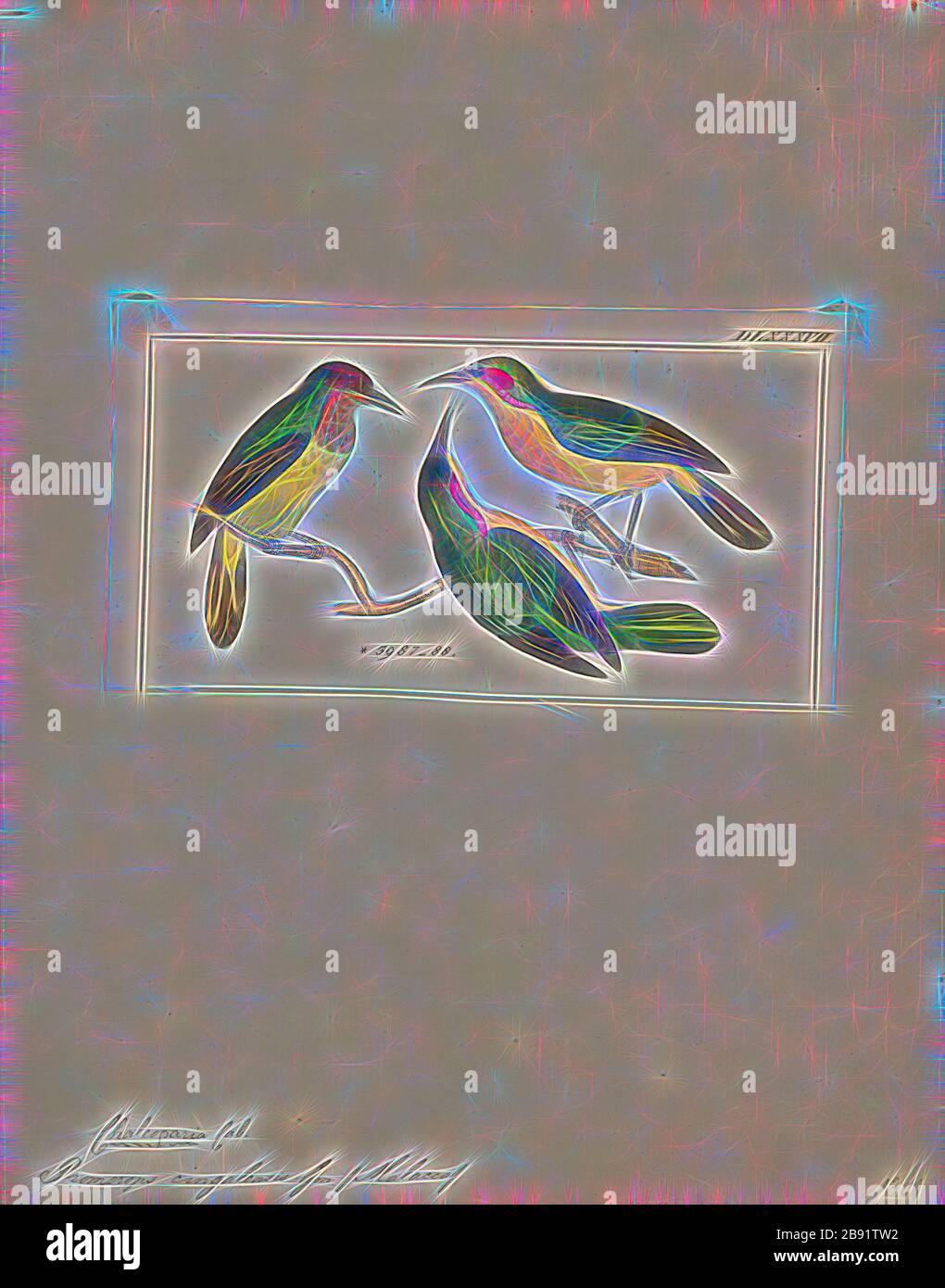 Promerops cingalensis, Print, Sugarbird, die Zuckervögel sind eine kleine Gattung, Promerops, und Familie, Promeropiden, von Passvögel, die auf das Südafrika beschränkt sind. Im allgemeinen Erscheinungsbild und den Gewohnheiten ähneln sie großen, langschwänzigen Sonnenvögel, sind aber möglicherweise näher mit den australischen Honigfressern verwandt. Sie haben ein bräunliches Gefiederchen, die lange, heruntergebogene Rechnung, die typisch für passionierte Nektarfutter ist, und lange Schwanzfedern., 1820-1860, von Gibon neu vorgestellt, Design eines warmfröhlichen Lichtes von Helligkeit und Lichtstrahlen. Klassische Kunst mit moderner Note neu erfunden. Von Futur inspirierte Fotografie Stockfoto