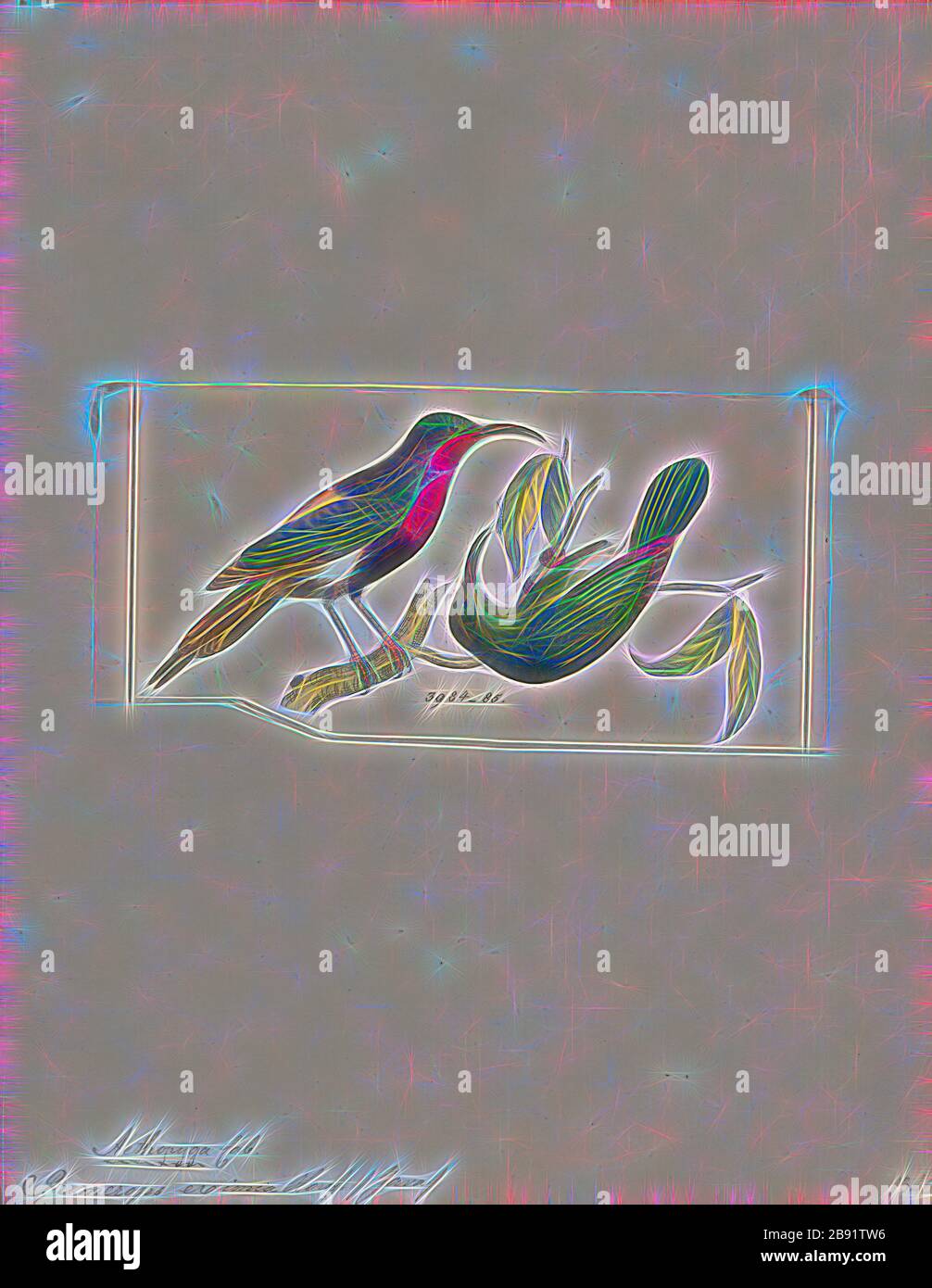 Promerops eximia, Print, Sugarbird, die Zuckervögel sind eine kleine Gattung, Promerops, und Familie, Promeropiden, von Passvögel, die auf das Südafrika beschränkt sind. Im allgemeinen Erscheinungsbild und den Gewohnheiten ähneln sie großen, langschwänzigen Sonnenvögel, sind aber möglicherweise näher mit den australischen Honigfressern verwandt. Sie haben ein bräunliches Gefiederchen, die lange, heruntergebogene Rechnung, die typisch für passionierte Nektarfutter ist, und lange Schwanzfedern., 1820-1860, von Gibon neu vorgestellt, Design eines warmfröhlichen Lichtes von Helligkeit und Lichtstrahlen. Klassische Kunst mit moderner Note neu erfunden. Vom Futurismus inspirierte Fotografie, Stockfoto