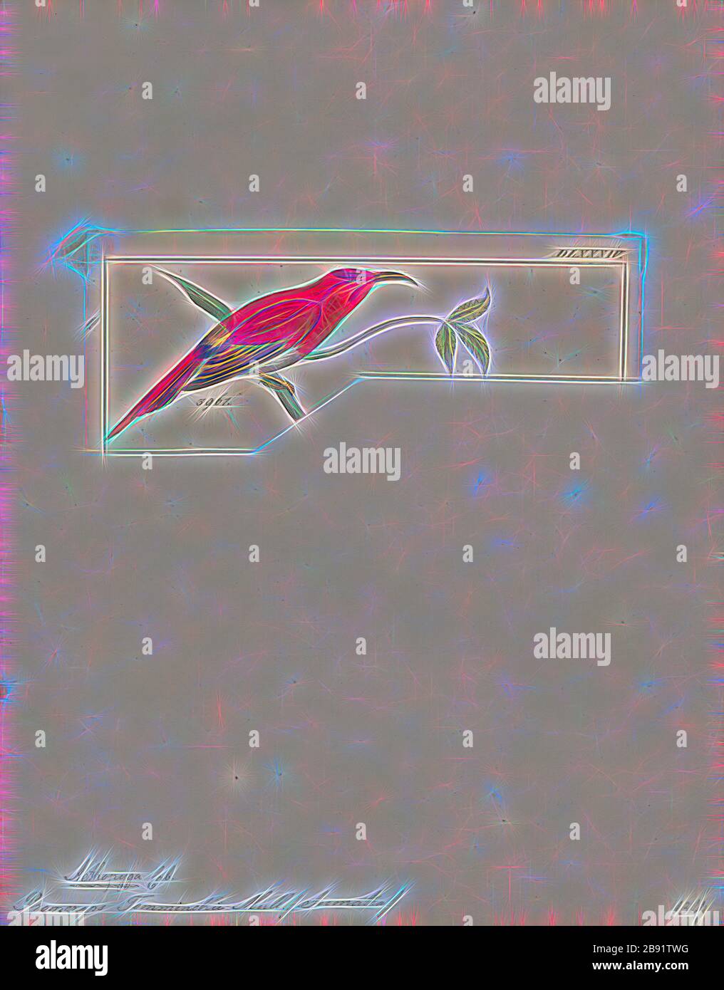 Promerops temminckii, Print, Sugarbird, die Zuckervögel sind eine kleine Gattung, Promerops, und Familie, Promeropiden, von Passvögel, die auf das Südafrika beschränkt sind. Im allgemeinen Erscheinungsbild und den Gewohnheiten ähneln sie großen, langschwänzigen Sonnenvögel, sind aber möglicherweise näher mit den australischen Honigfressern verwandt. Sie haben ein bräunliches Gefiederchen, die lange, heruntergebogene Rechnung, die typisch für passionierte Nektarfutter ist, und lange Schwanzfedern., 1820-1860, von Gibon neu vorgestellt, Design eines warmfröhlichen Lichtes von Helligkeit und Lichtstrahlen. Klassische Kunst mit moderner Note neu erfunden. Von Futuri inspirierte Fotografie Stockfoto