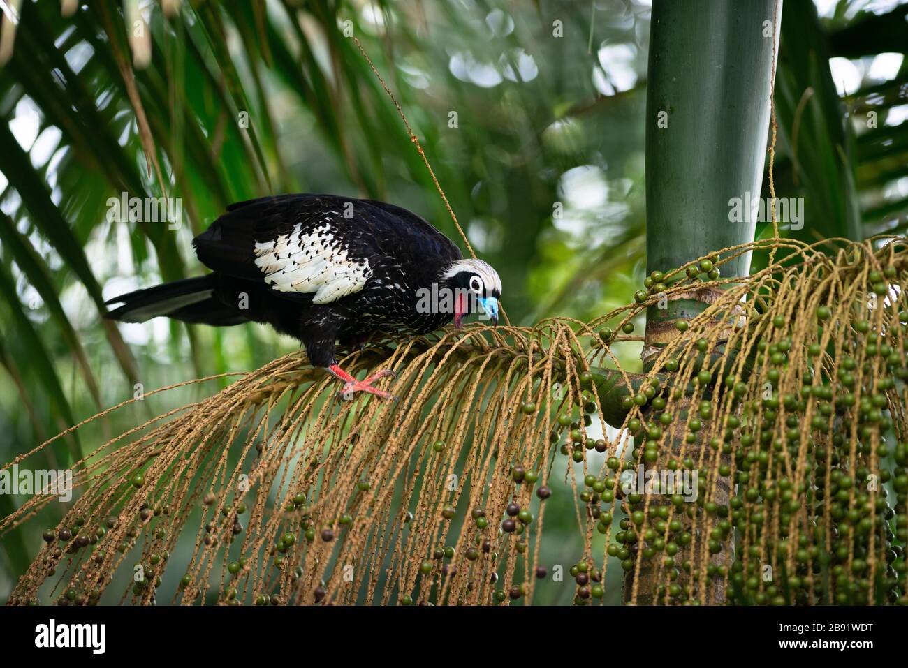 Ein gefährdeter, schwarz gefeldeter Piping-Guan (Pipile jacutinga), der die Früchte der Palmito-Palme (Euterpe edulis) aus dem atlantischen Regenwald isst Stockfoto