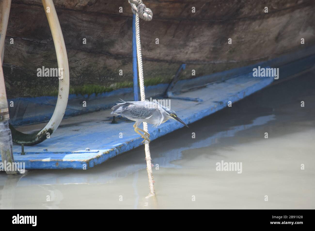 Gestreifte Heron, Krabi 190120 Stockfoto