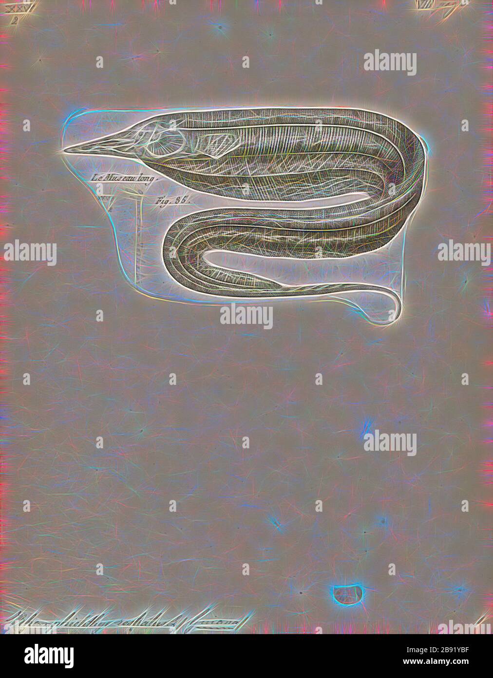 Rhamphichthys Rostratus Stockfotos und bilder Kaufen Alamy