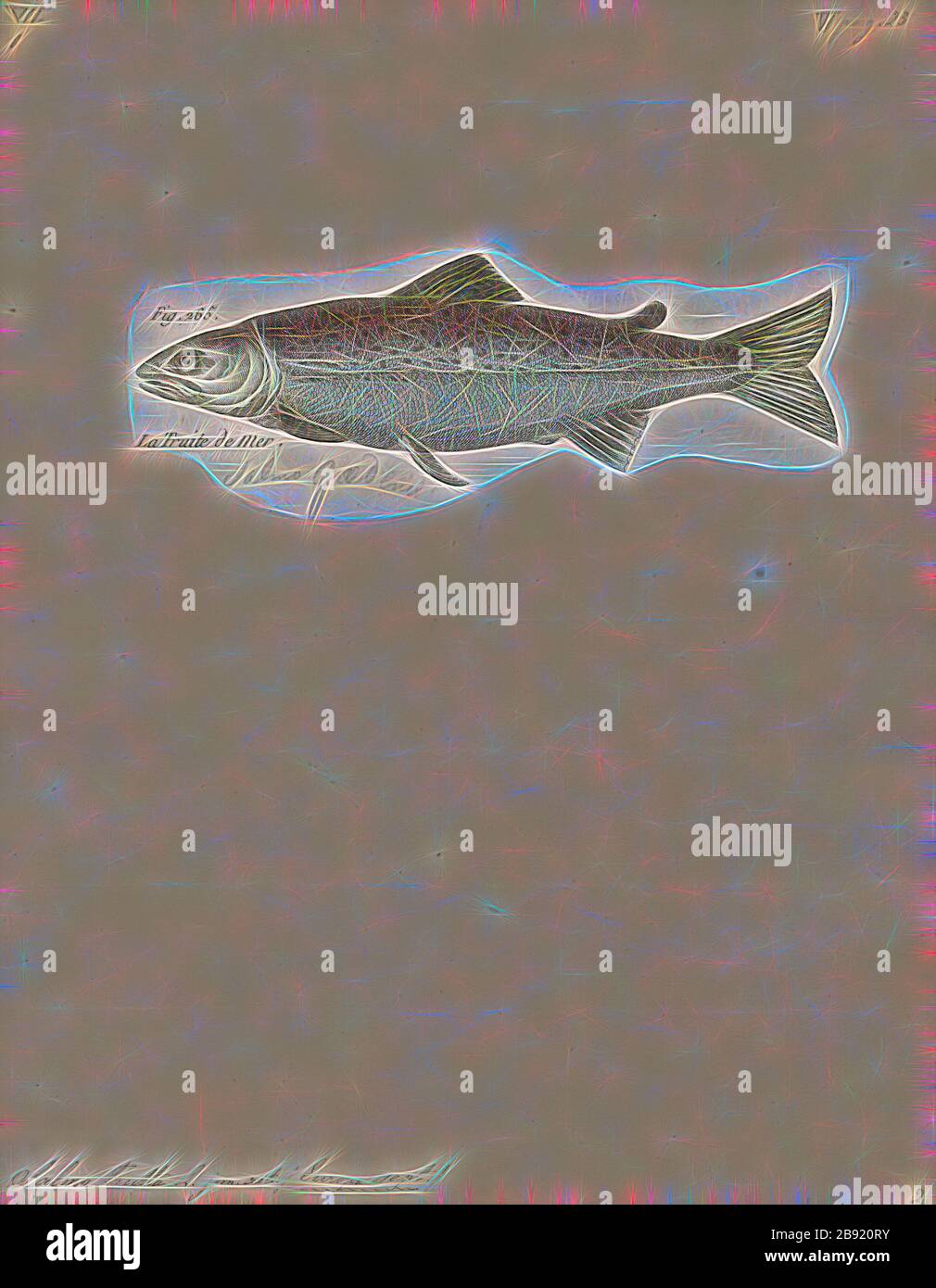 Salmo lacustris Fotos und Bildmaterial in hoher Auflösung Alamy