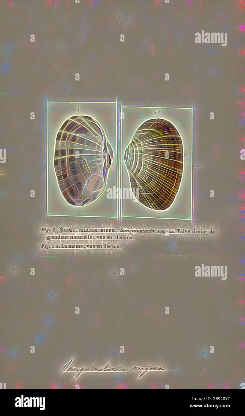 Sanguinolaria, Print, Sanguinolaria ist eine Gattung von Salzwassermuscheln, marinen Muscheln der Familie Psammobiiden., von Gibon neu vorgestellt, Design von warmfröhlichem Leuchten von Helligkeit und Lichtstrahlen. Klassische Kunst mit moderner Note neu erfunden. Fotografie, inspiriert vom Futurismus, die dynamische Energie moderner Technologie, Bewegung, Geschwindigkeit und Kultur revolutionieren. Stockfoto