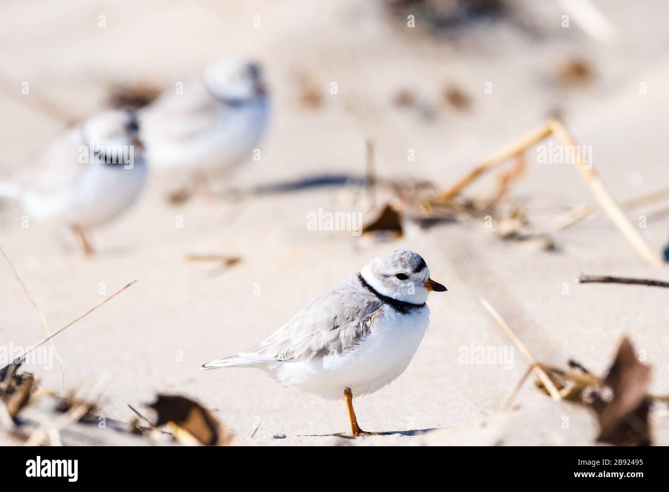 Drei Piping Plover stehen im Sand am Strand. Stockfoto