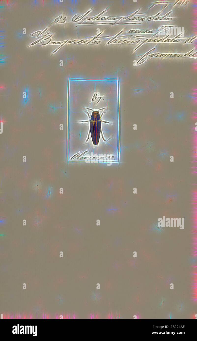 Sphenoptera, Print, Sphenoptera ist eine Gattung von Käfern in der