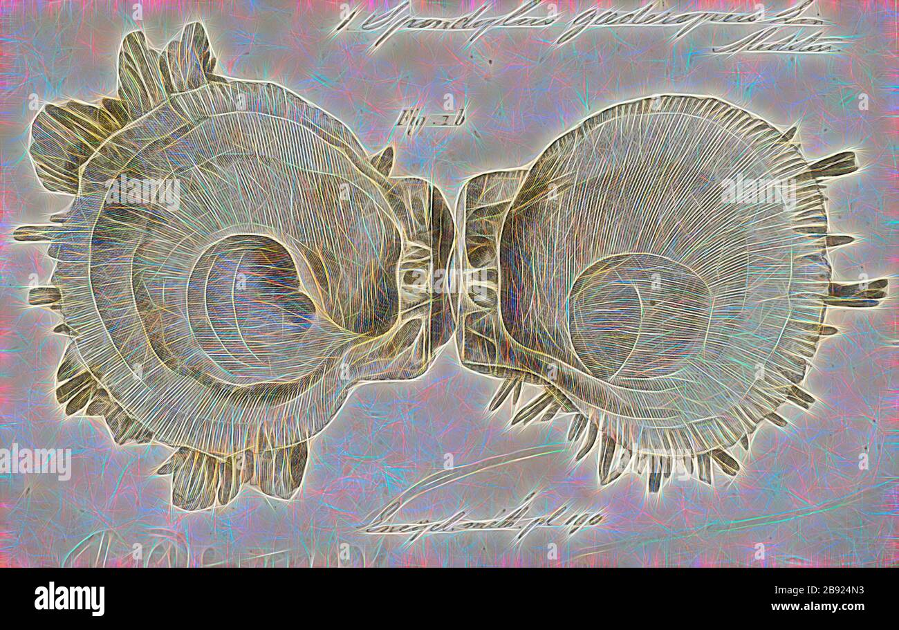 Spondylus gaederopus, Print, Spondylus gaederopus ist eine Art der marinen Muscheln, einer dornigen Auster in der Familie Spondylidipes. Diese Art ist endemisch im Mittelmeer, von Gibon neu erdacht, Design von warmem, fröhlichem Glanz von Helligkeit und Lichtstrahlen. Klassische Kunst mit moderner Note neu erfunden. Fotografie, inspiriert vom Futurismus, die dynamische Energie moderner Technologie, Bewegung, Geschwindigkeit und Kultur revolutionieren. Stockfoto