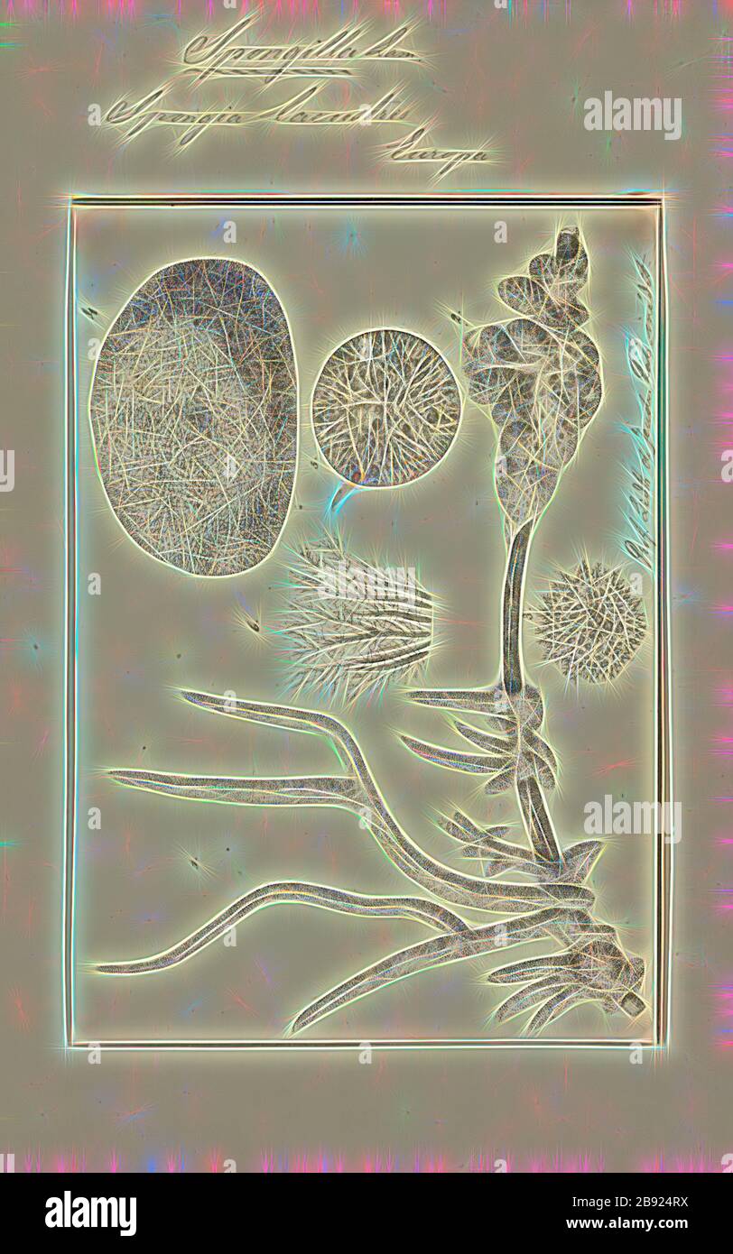 Sponsoria lacustris, Print, Spongilla lacustris ist eine Schwammart der Süßwasserschwammfamilie Spongillida, die auf Süßwasserseen lebt. Sie wächst oft unter Baumstämmen oder Felsen. Sie reicht von Nordamerika bis Europa und Asien. Sie haben die Möglichkeit, sich sowohl asexuell als auch sexuell zu reproduzieren. Sie schlummern im Winter., von Gibon neu vorgestellt, Design von warmem, fröhlichem Leuchten von Helligkeit und Lichtstrahlen. Klassische Kunst mit moderner Note neu erfunden. Fotografie, inspiriert vom Futurismus, die dynamische Energie moderner Technologie, Bewegung, Geschwindigkeit und Kultur revolutionieren. Stockfoto