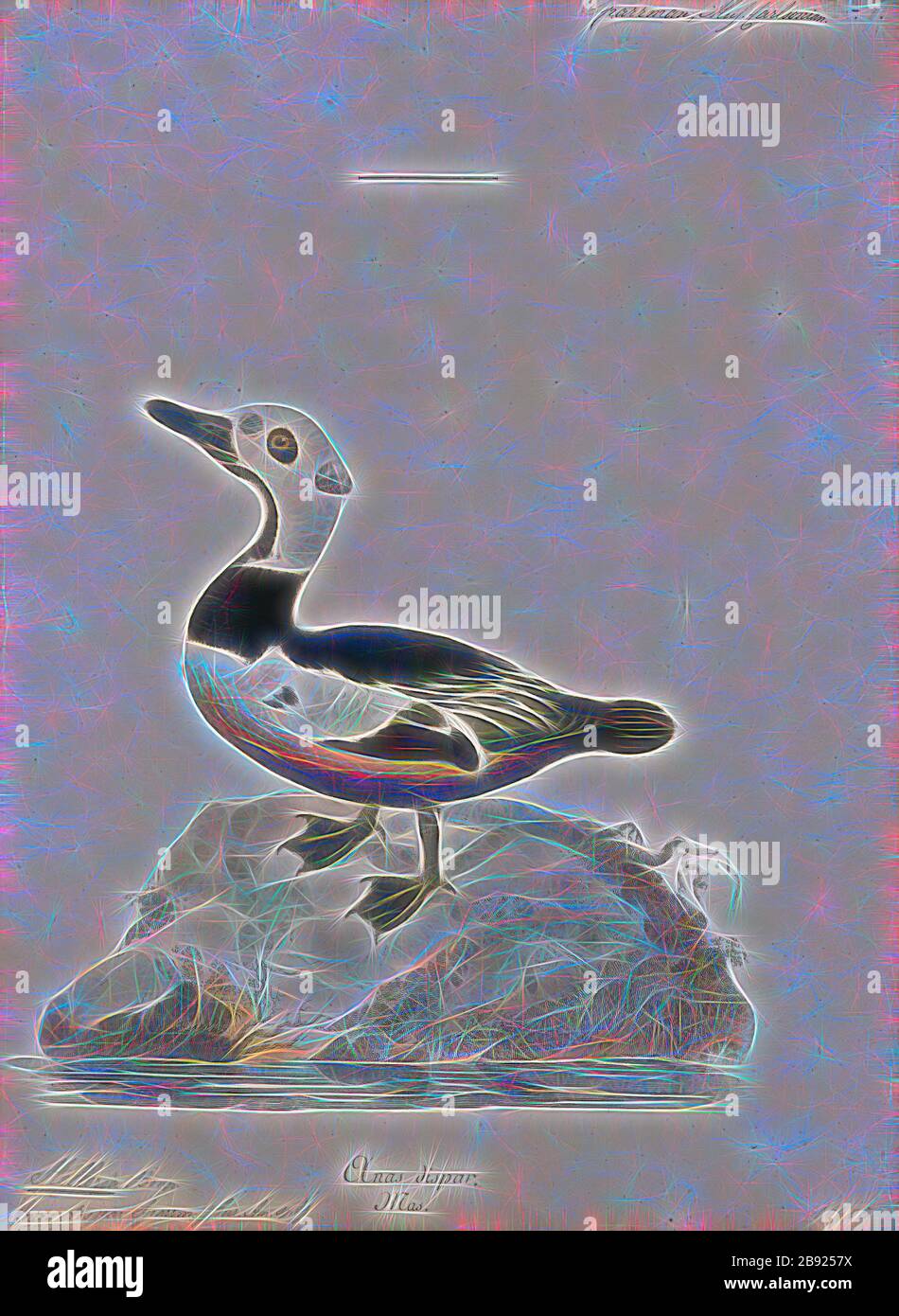 Stelleria dispar, Print, 1786-1789, von Gibon neu vorgestellt, Design von warmem, fröhlichem Leuchten von Helligkeit und Lichtstrahlen. Klassische Kunst mit moderner Note neu erfunden. Fotografie, inspiriert vom Futurismus, die dynamische Energie moderner Technologie, Bewegung, Geschwindigkeit und Kultur revolutionieren. Stockfoto